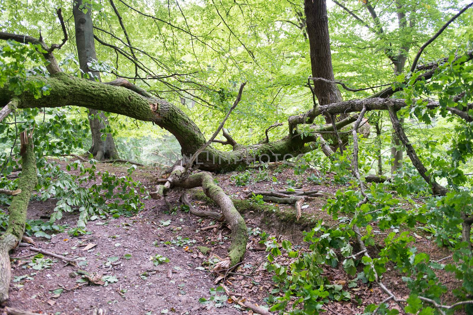 Broken oak tree as damage from a storm in a forest