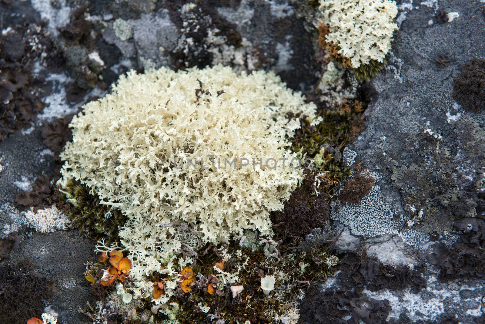 Detail of lichen and tundra vegetation in Greenland during summer