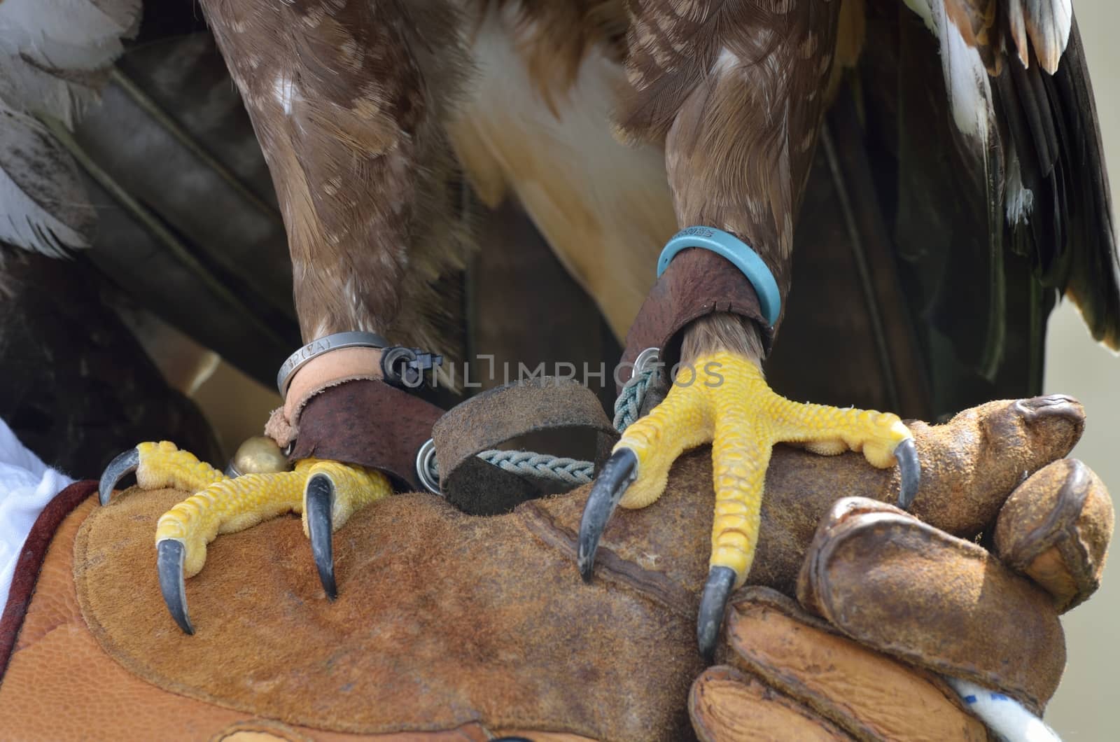 Eagle claws and leather glove