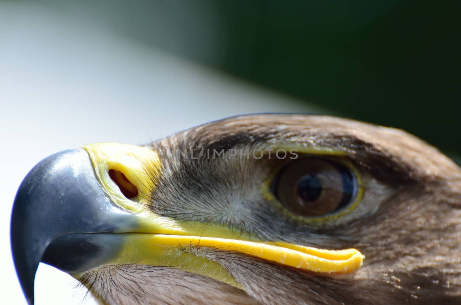 Head of eagle in extreme close up