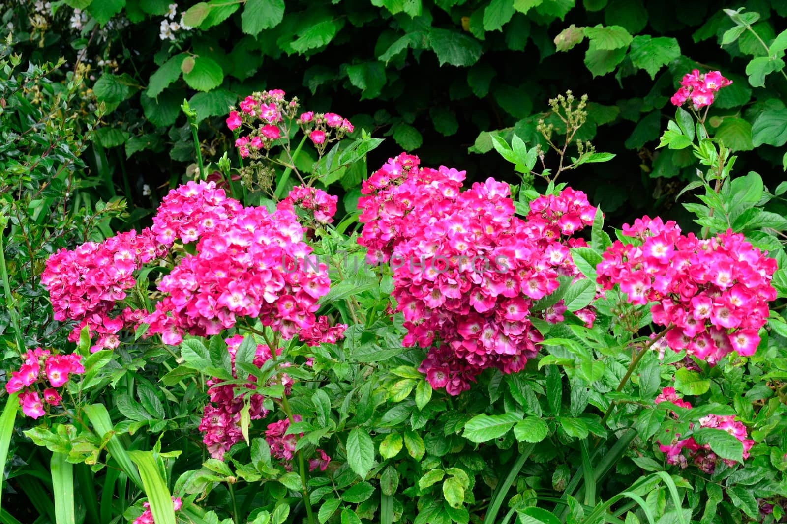 large Group of purple flowers