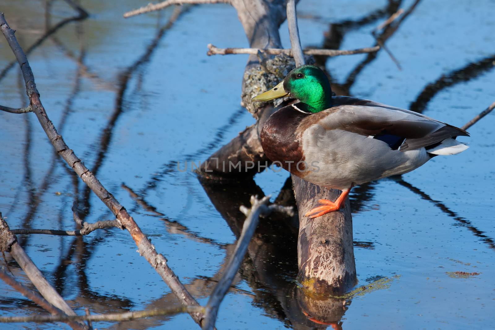Mallard in the wild pearched on a log.