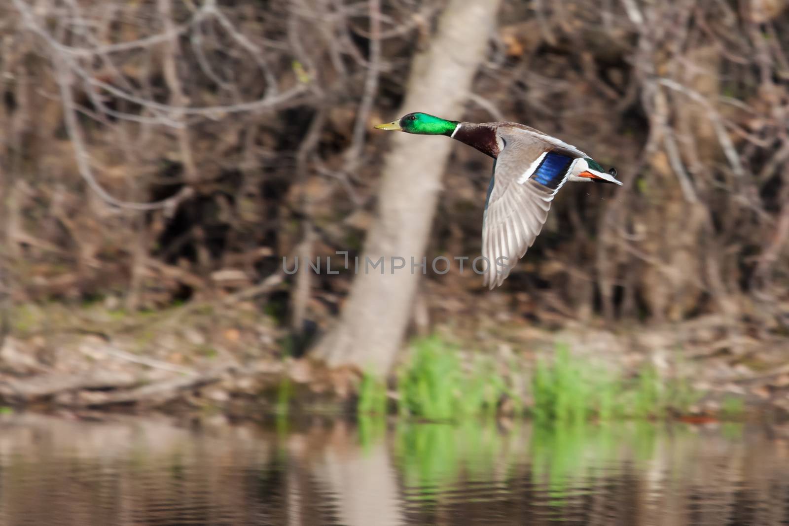 Mallard in flight with trees in the background.