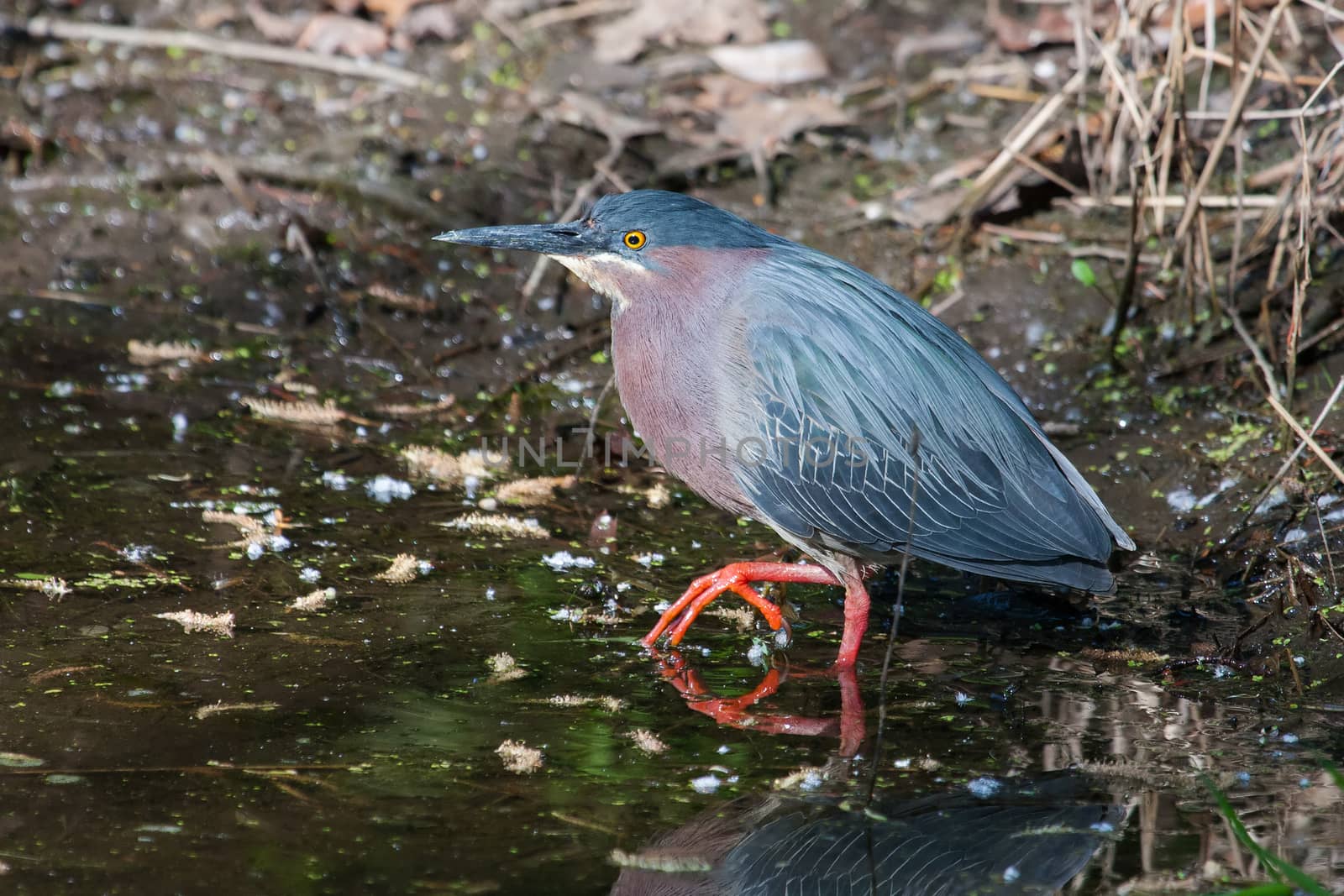 Green Heron (Butorides virescens virescens) by Coffee999