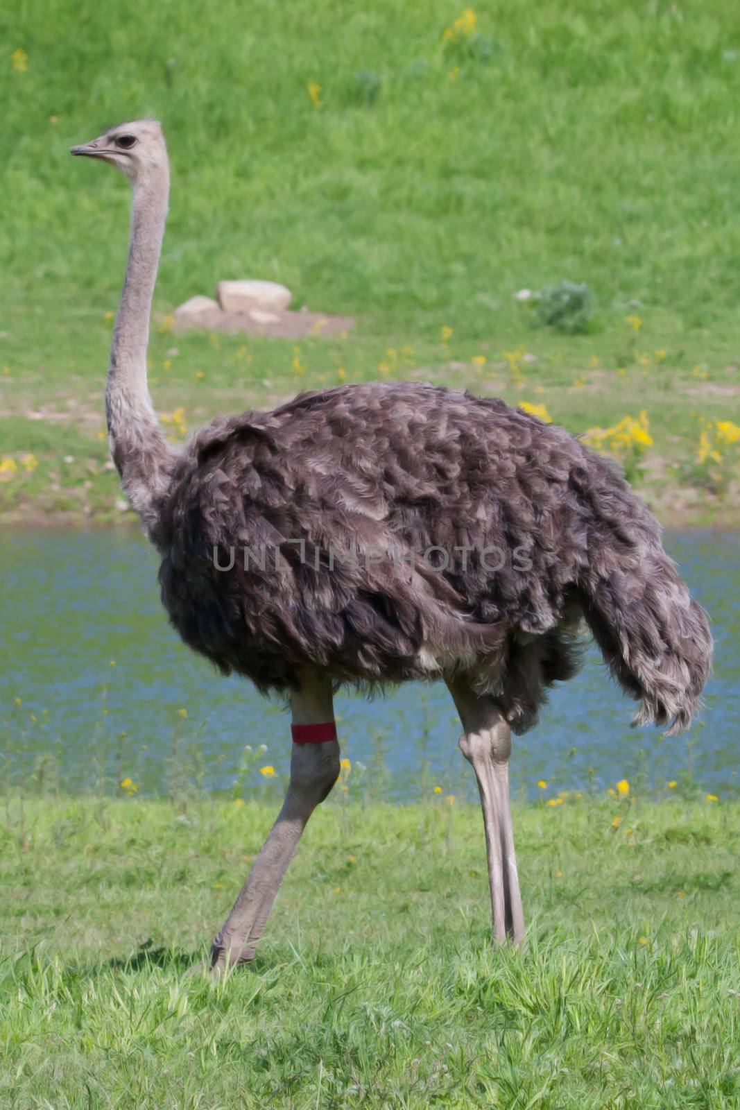 ostrich in the zoo.