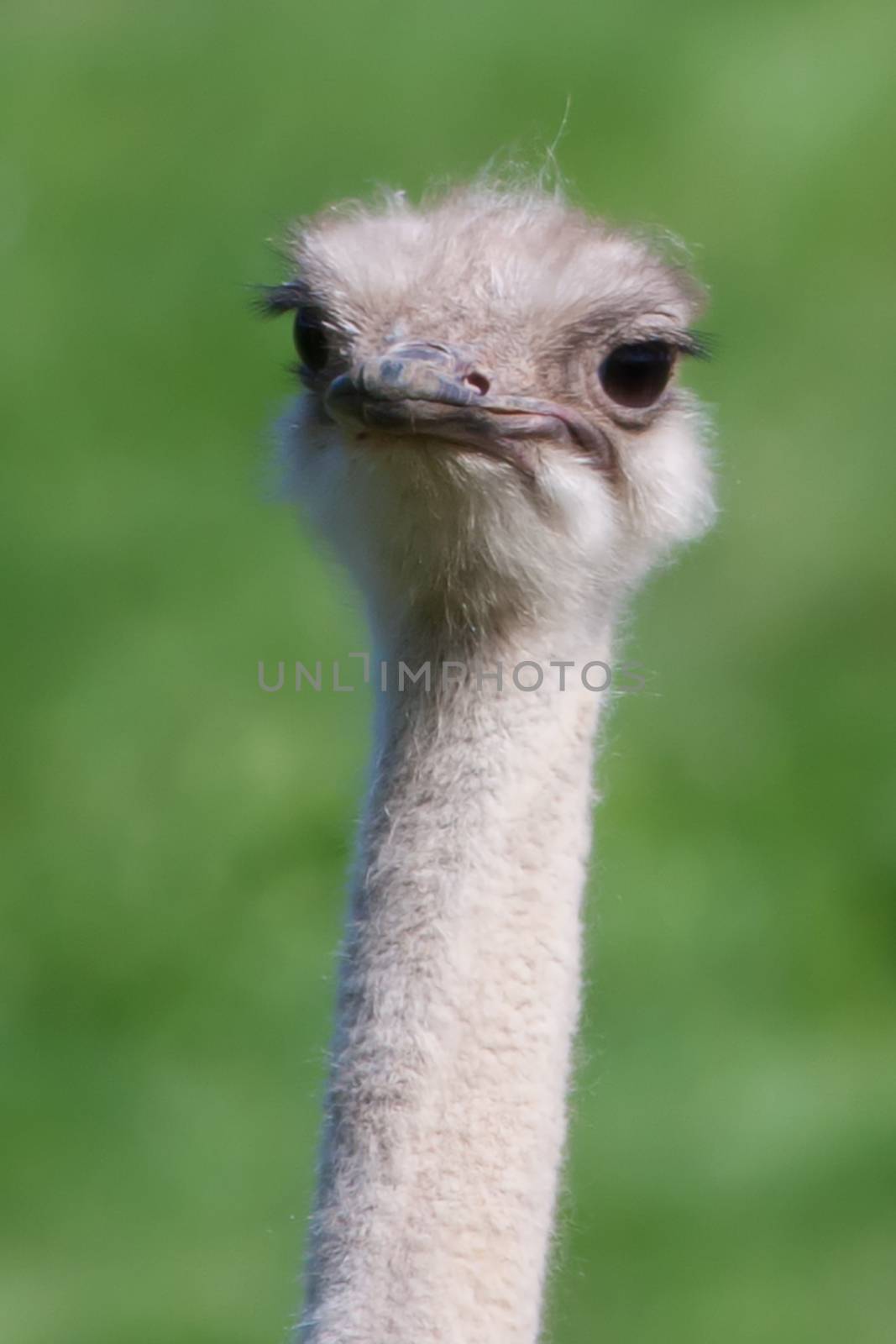 Happy ostrich walking around at the zoo in soft focus.