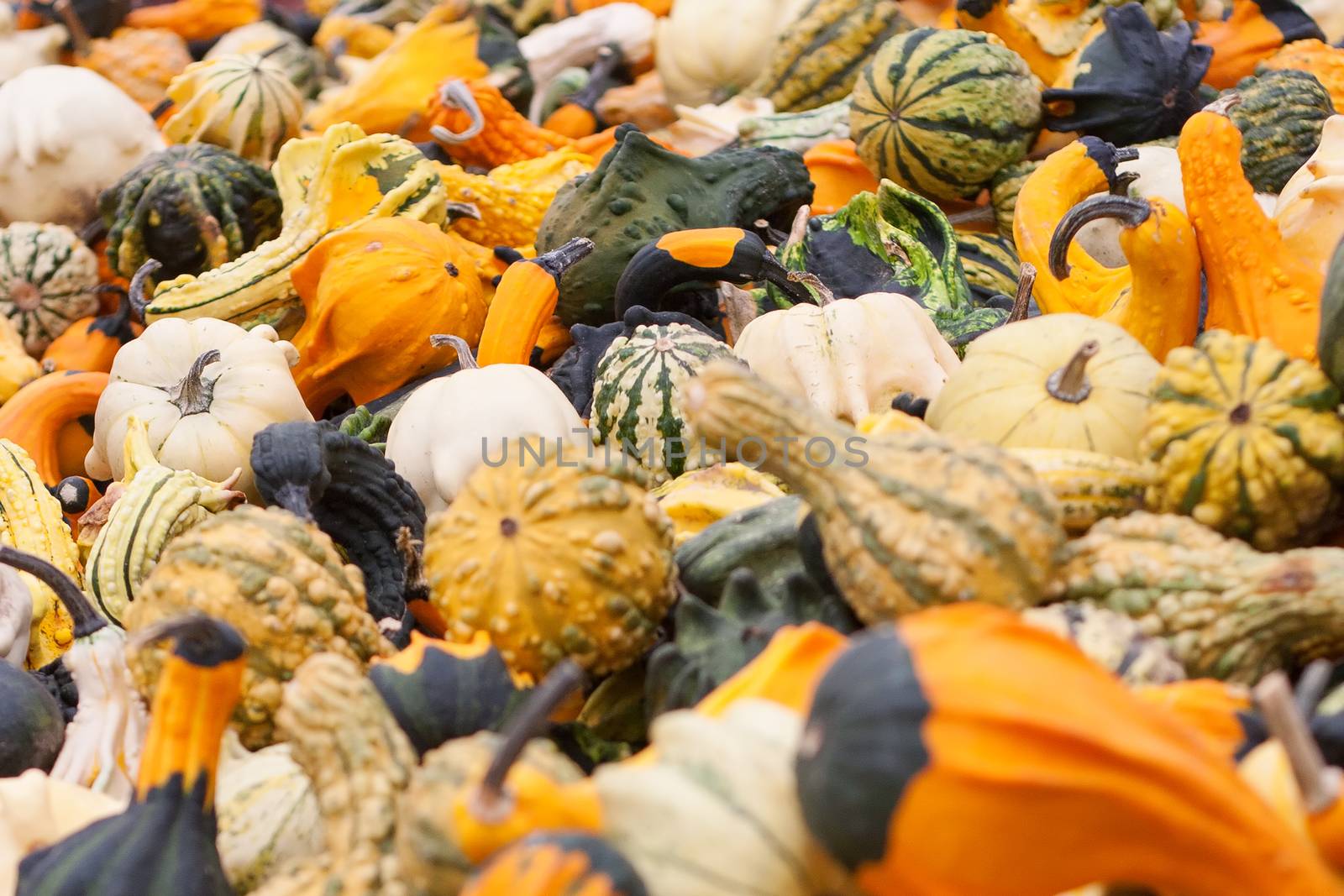 A pile of Gourds during the fall season.