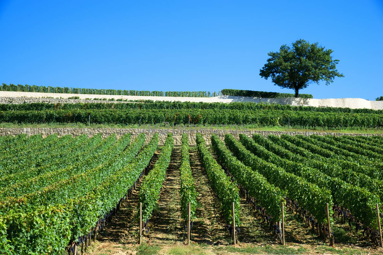 Vineyards of Saint Emilion, Bordeaux Vineyards