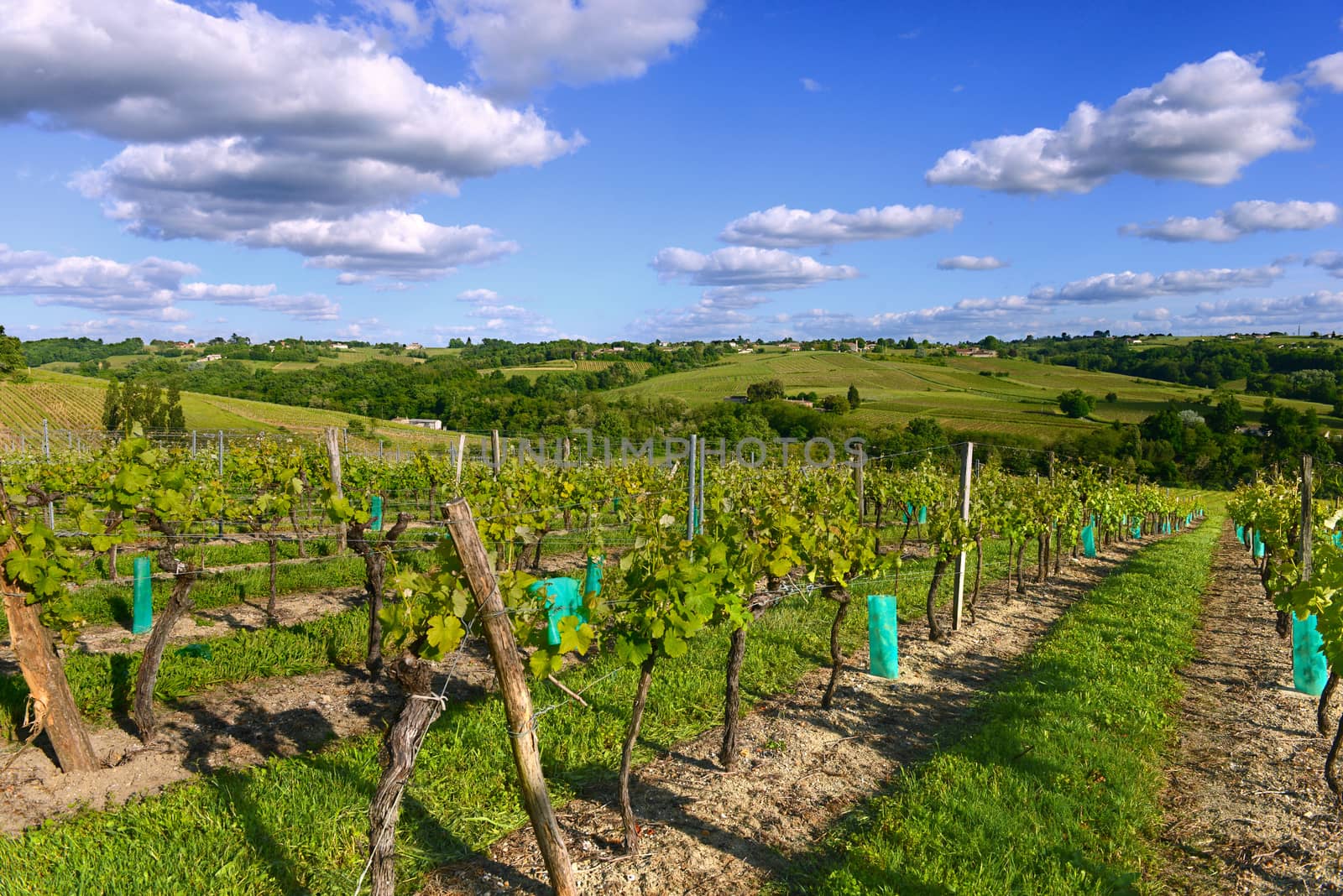 Vineyards in the sunshine-Vineyards of Loupiac, Bordeaux Vineyards