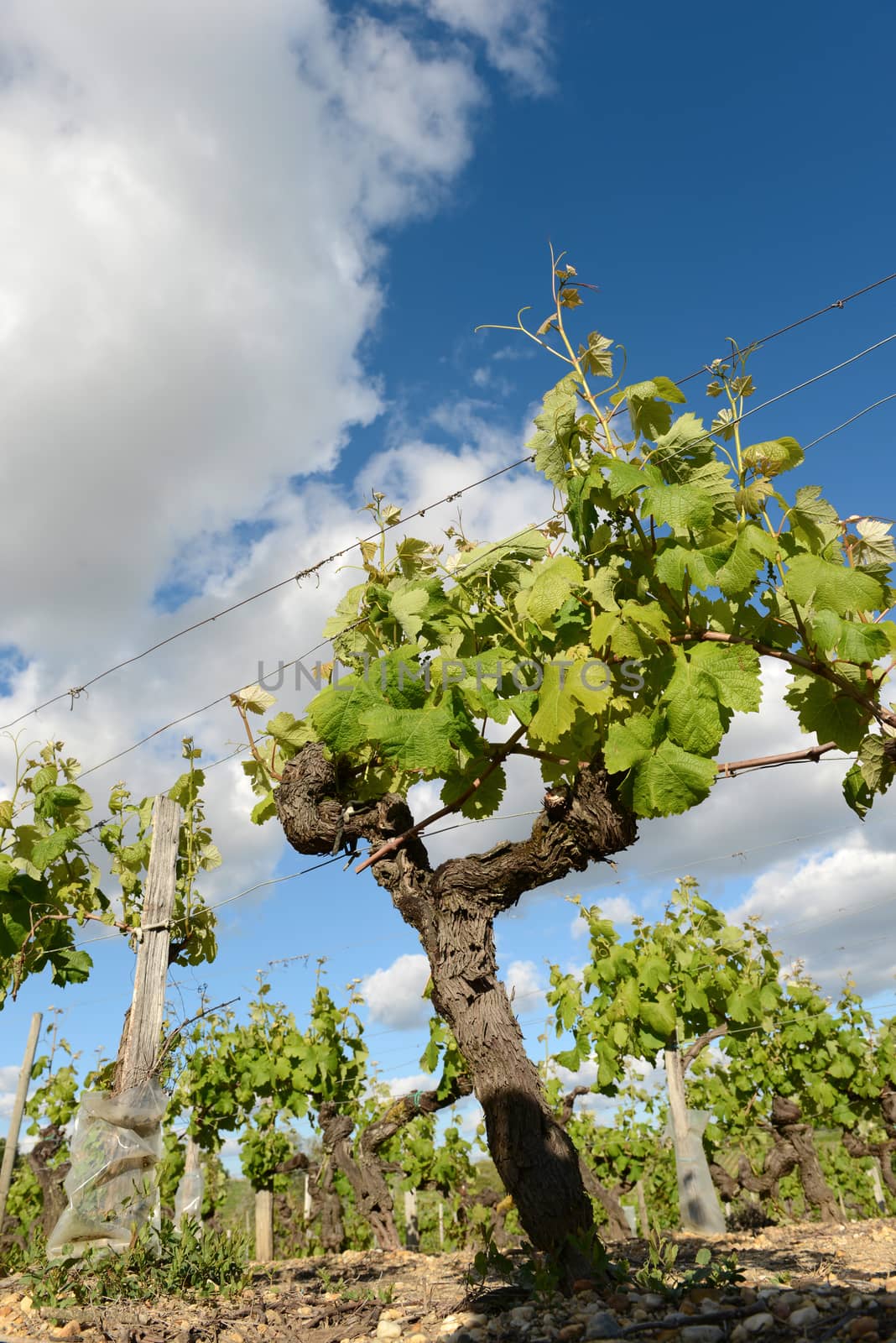 Vineyards in the sunshine-Vineyards of Loupiac, Bordeaux Vineyards