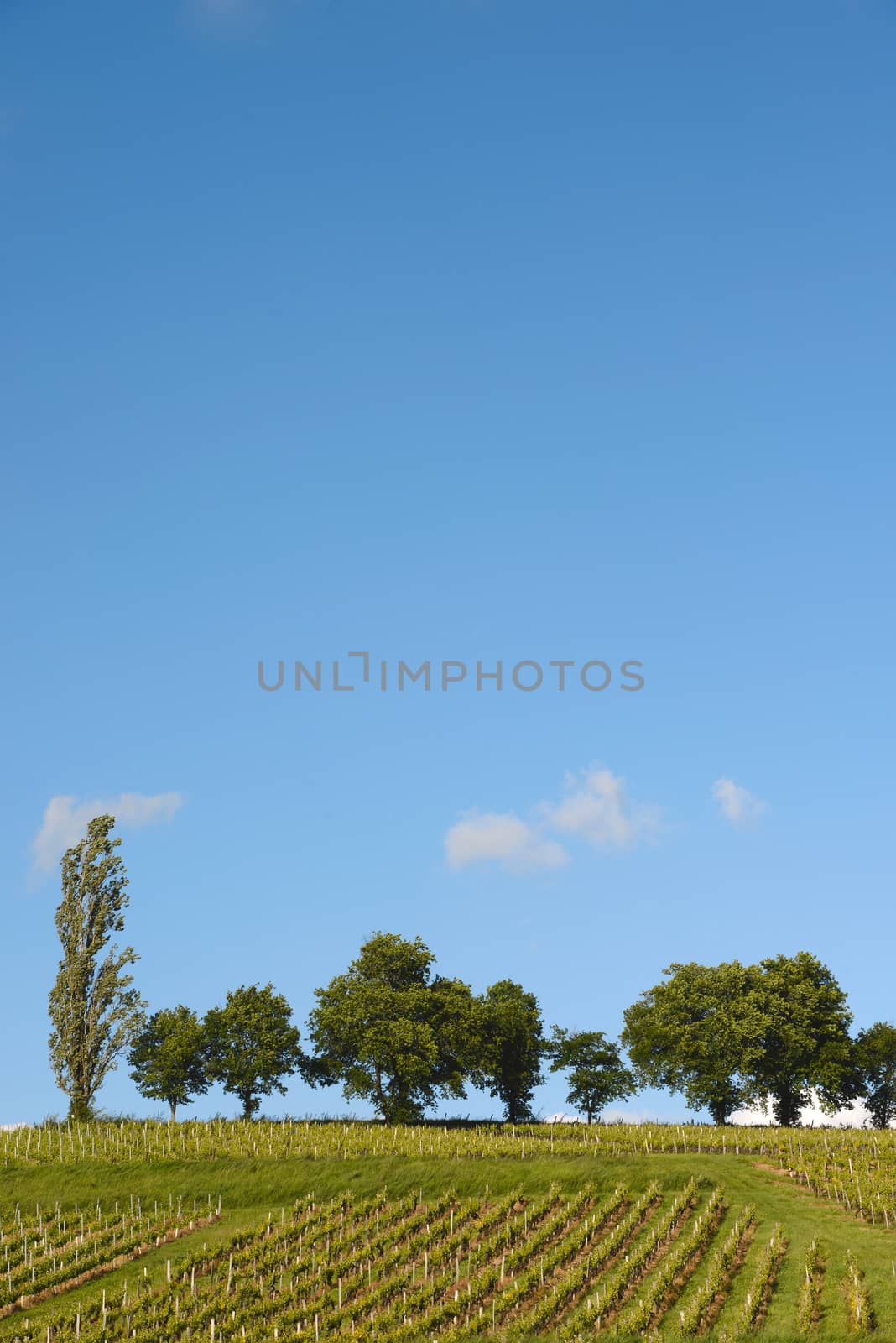 Vineyards in the sunshine-Vineyards of Loupiac, Bordeaux Vineyards