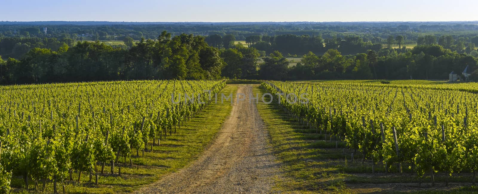 Vineyard Sunrise