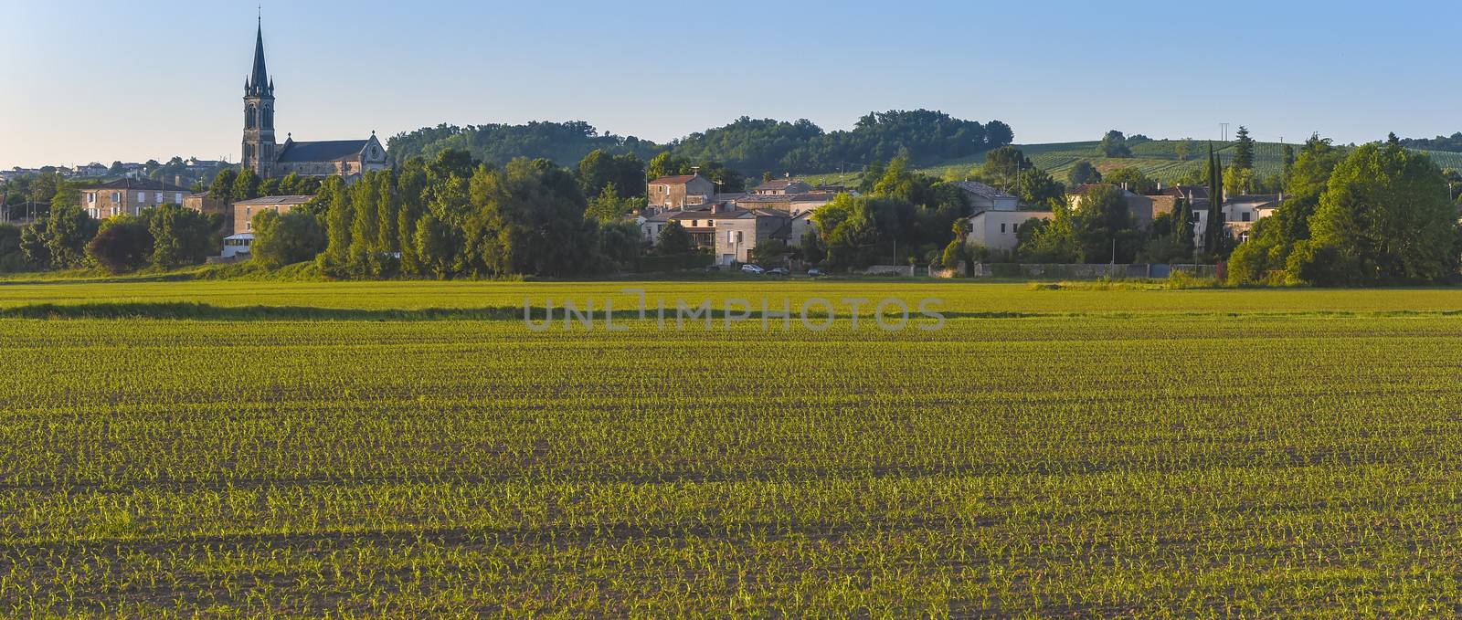 Maîs-Corn Field-French Countryside