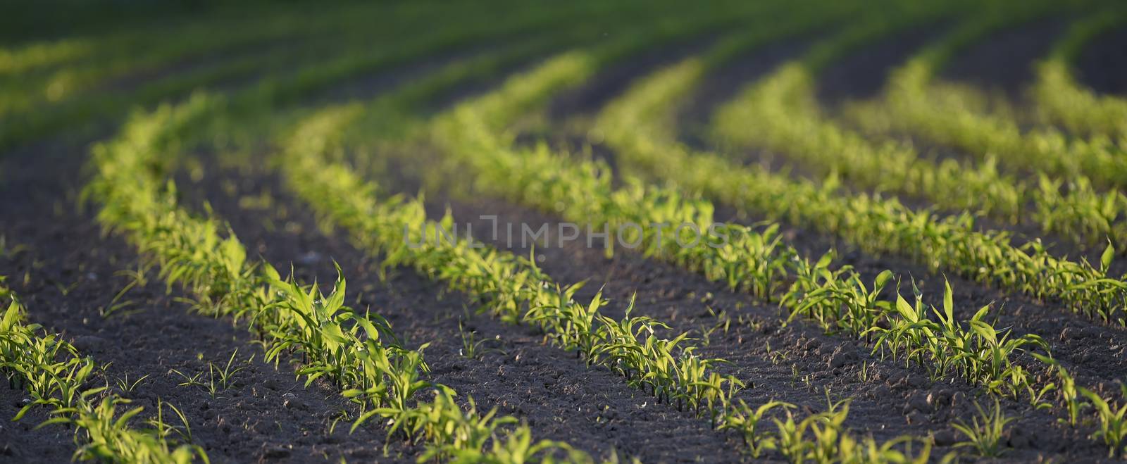 Maîs-Corn Field