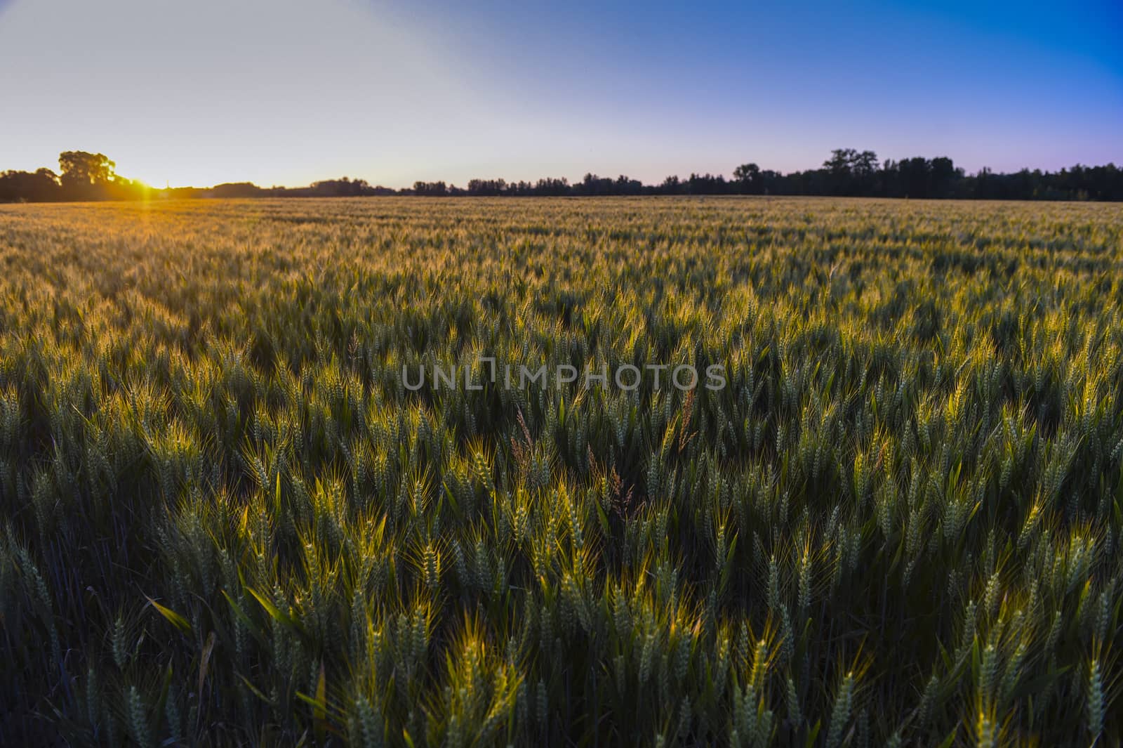 Sunset over wheat field