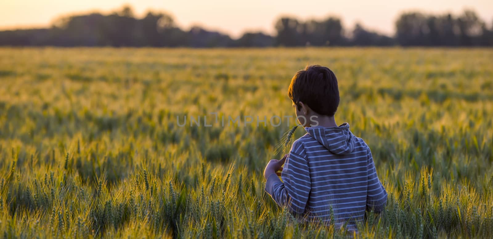 Little boy through a wheat field at sunset