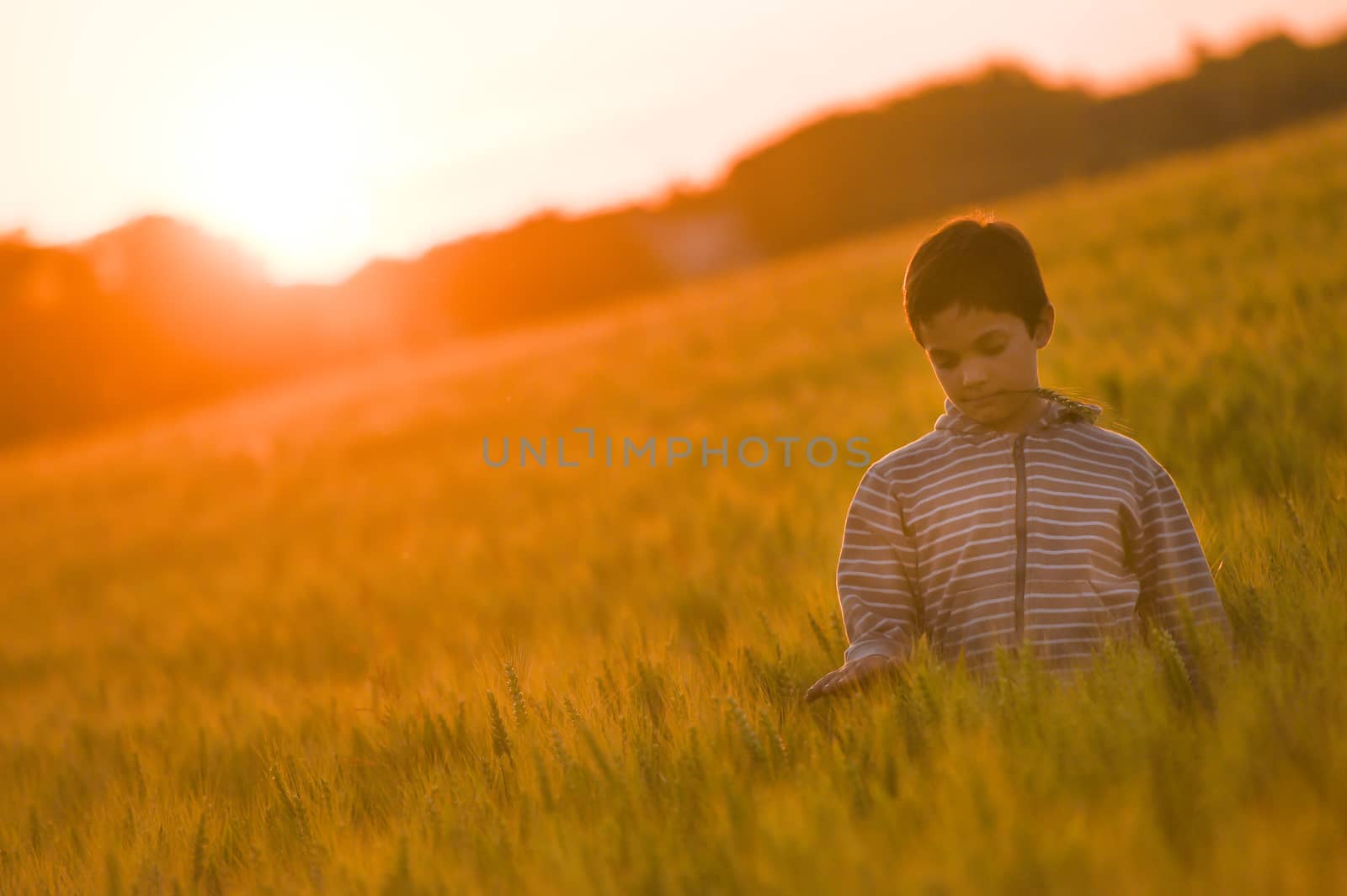Little boy through a wheat field at sunset