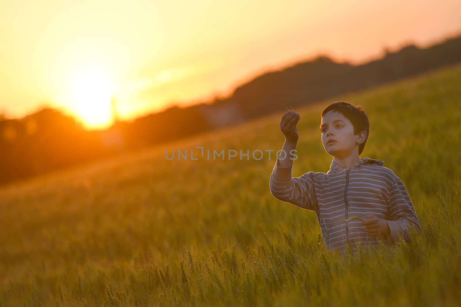 Little boy through a wheat field at sunset