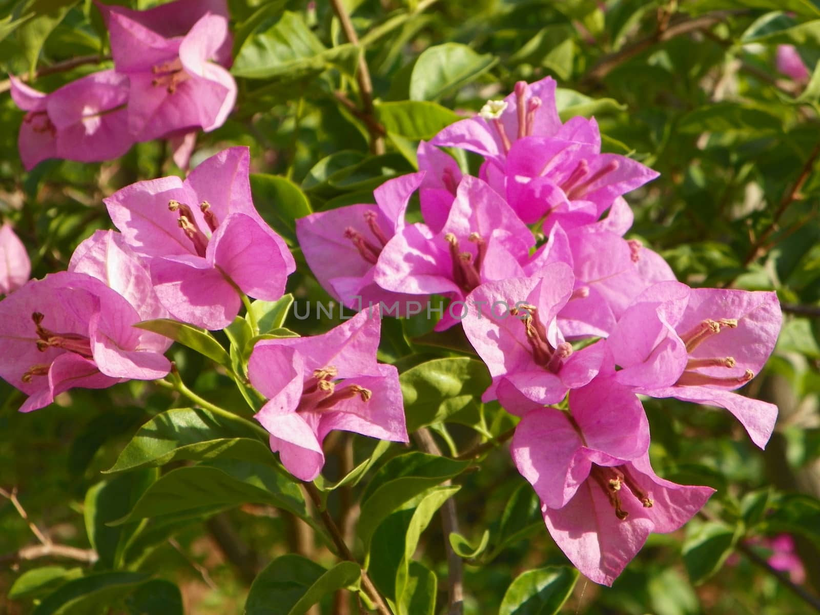 Paper flower,Bougainvillea