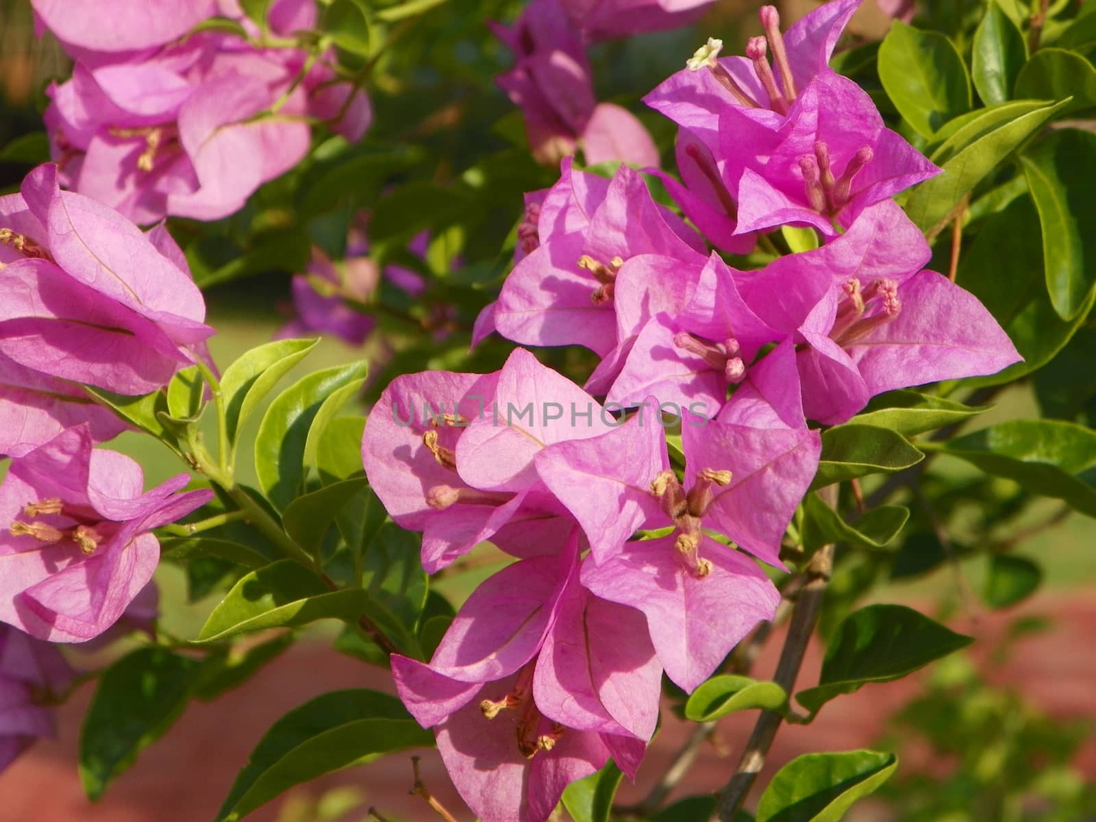 Paper flower,Bougainvillea