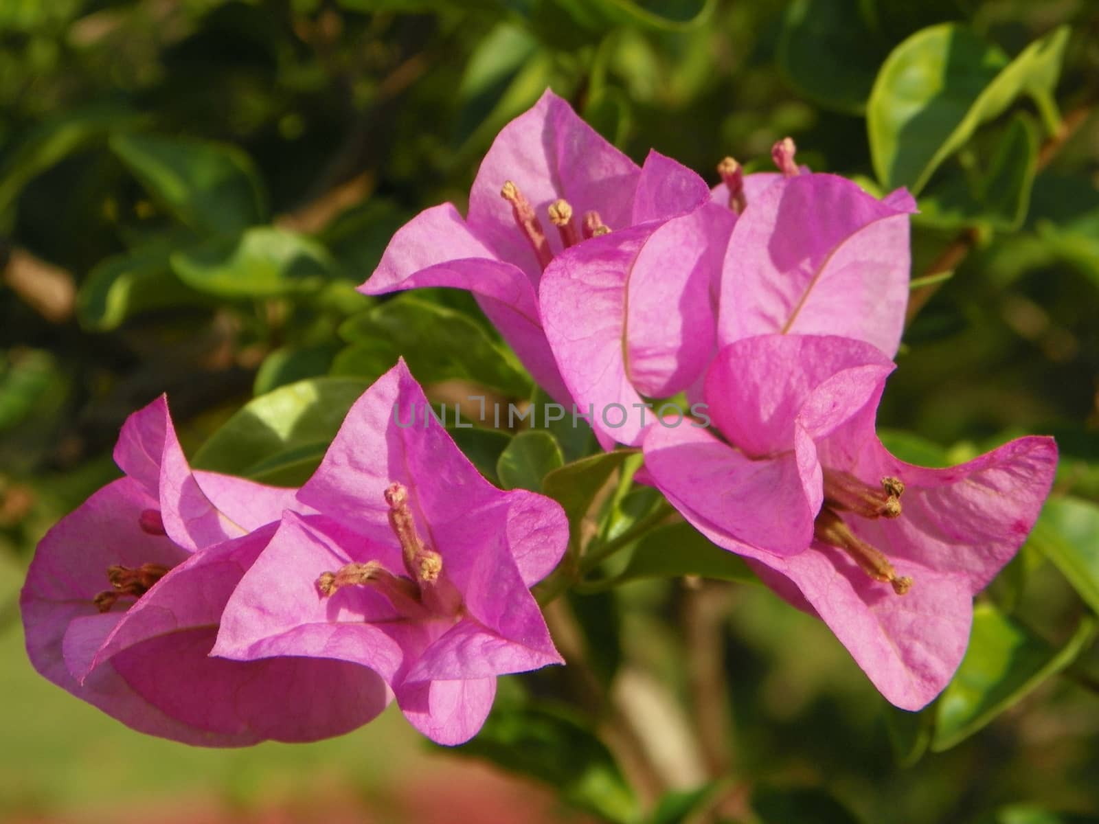 Paper flower,Bougainvillea