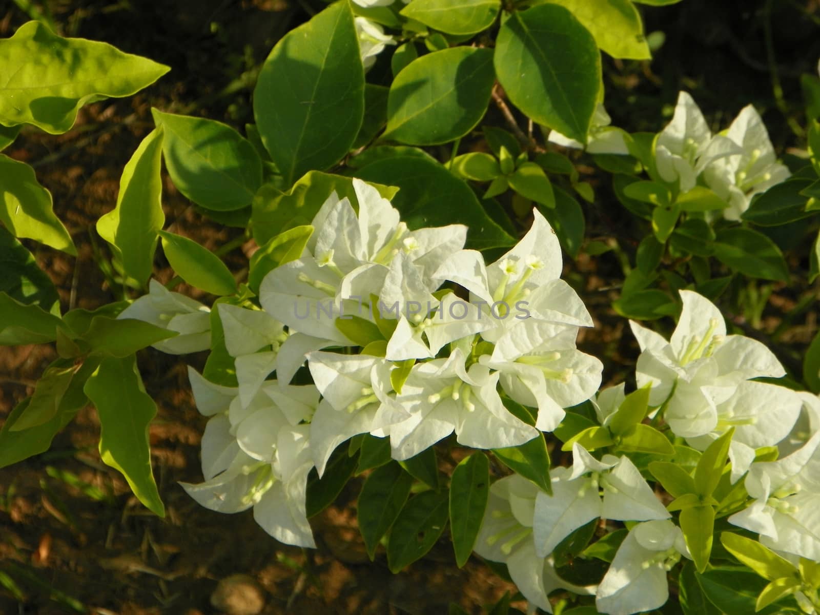 Paper flower,Bougainvillea