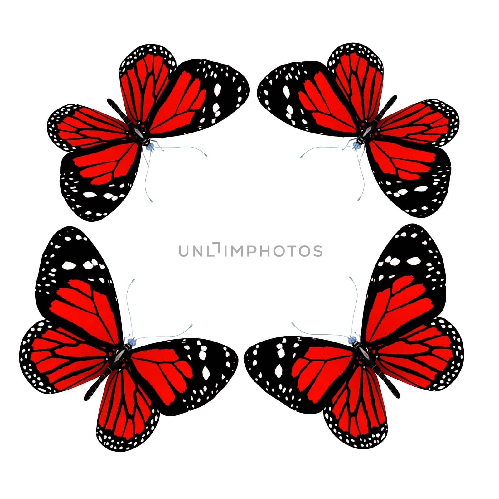 butterflies isolated on white background  by Guru3D