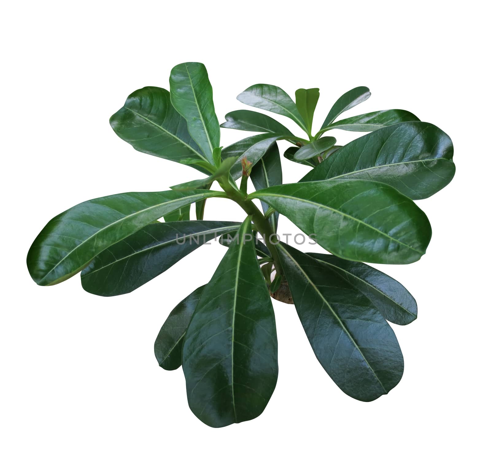 Adenium leaf isolated on white background