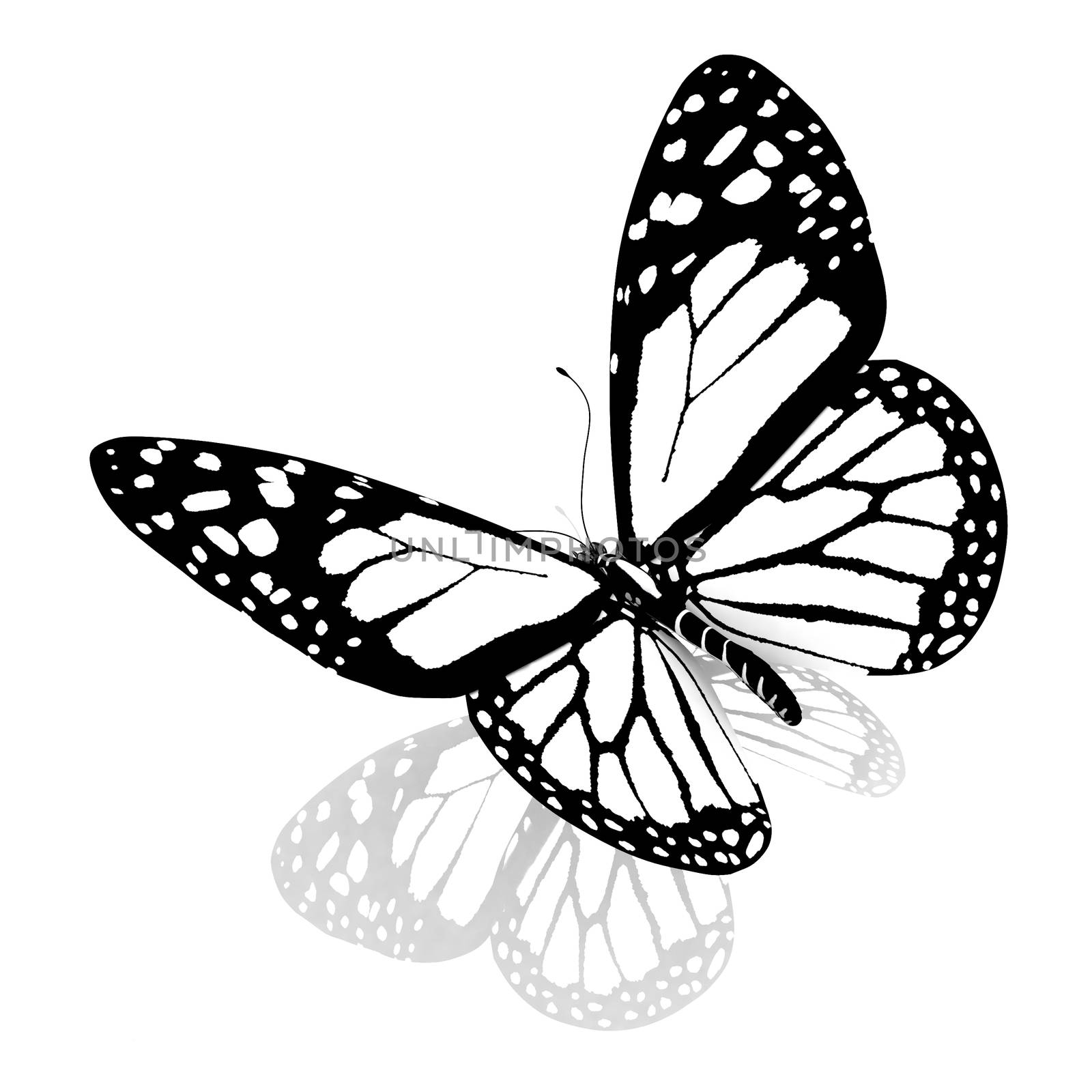 Black and white beautiful butterfly. High quality rendering