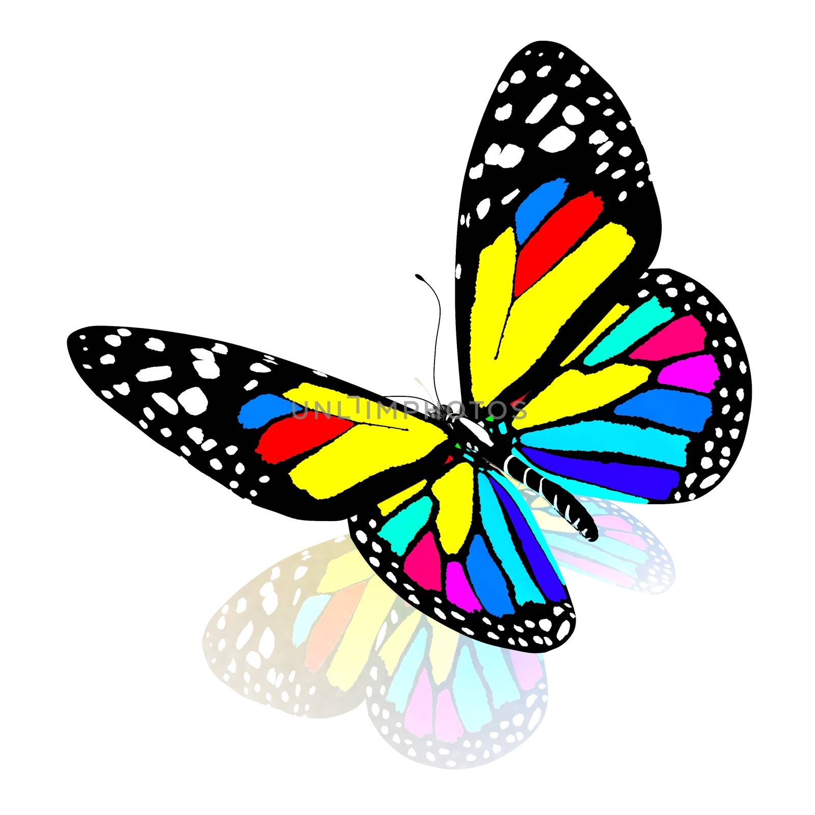 �olorful butterfly