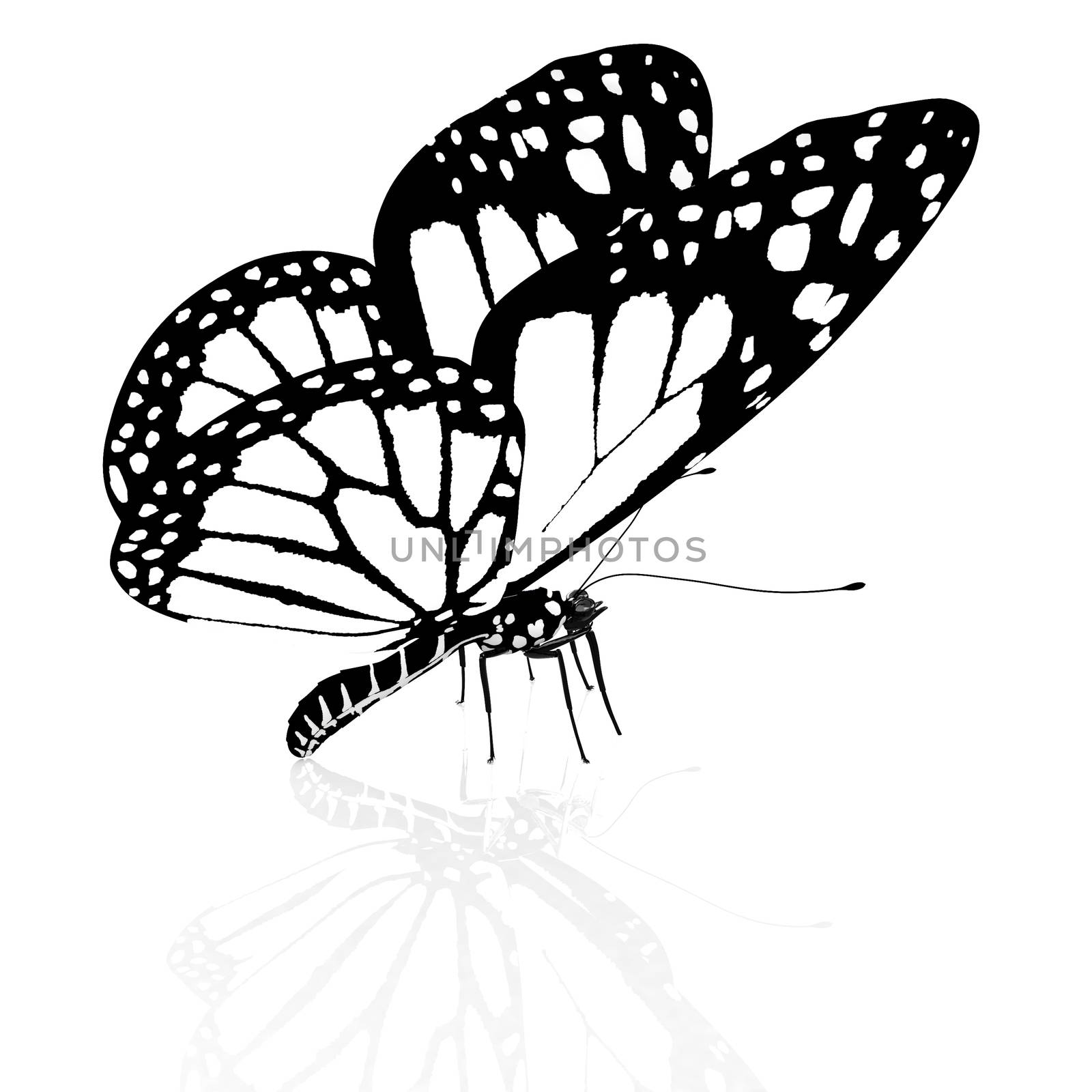 Black and white beautiful butterfly. High quality rendering by Guru3D