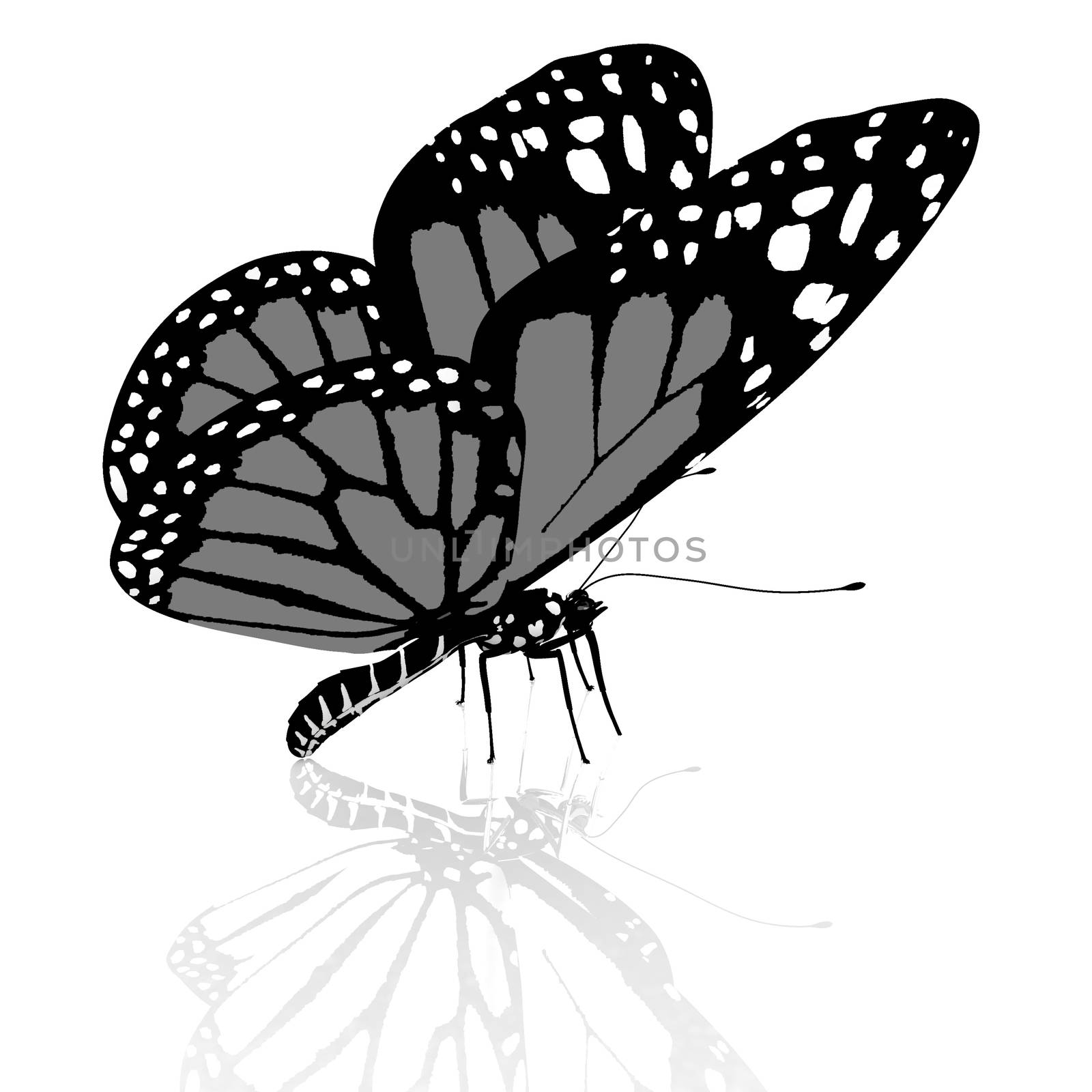 Black and white beautiful butterfly. High quality rendering