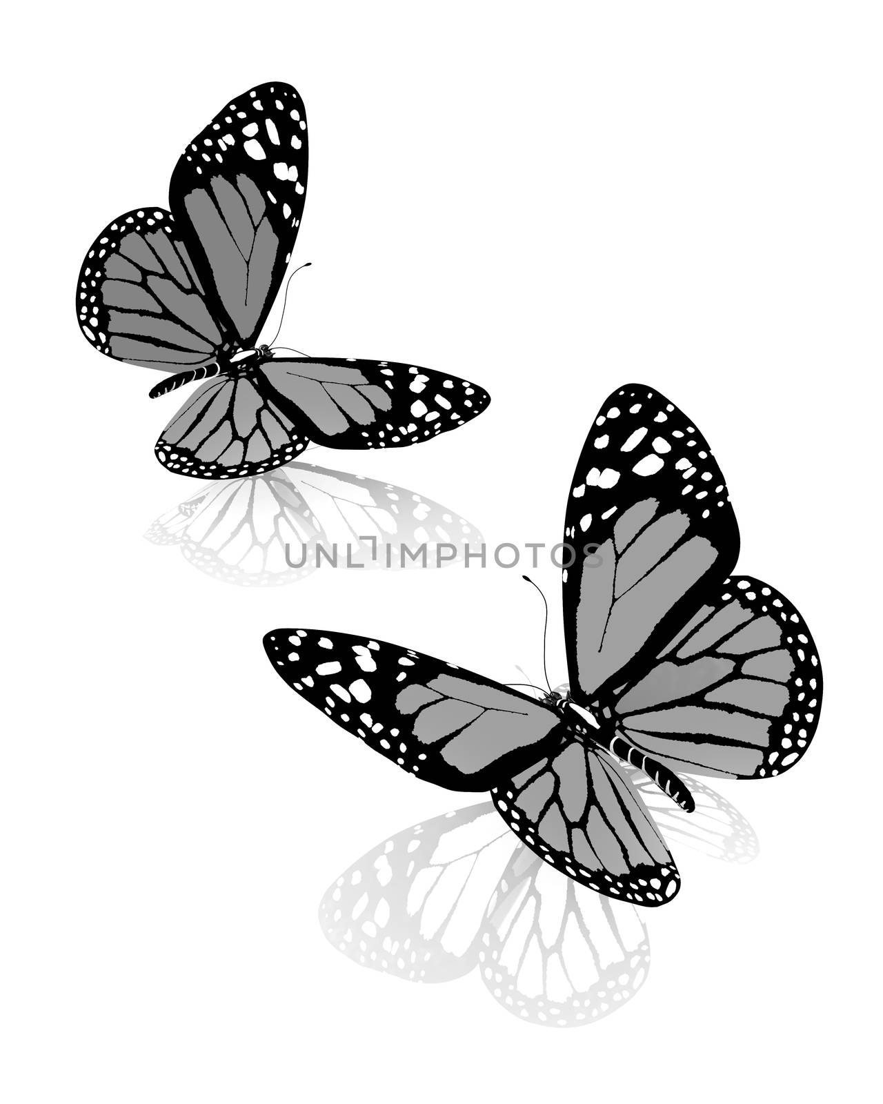 Black and white beautiful butterflys. High quality rendering by Guru3D