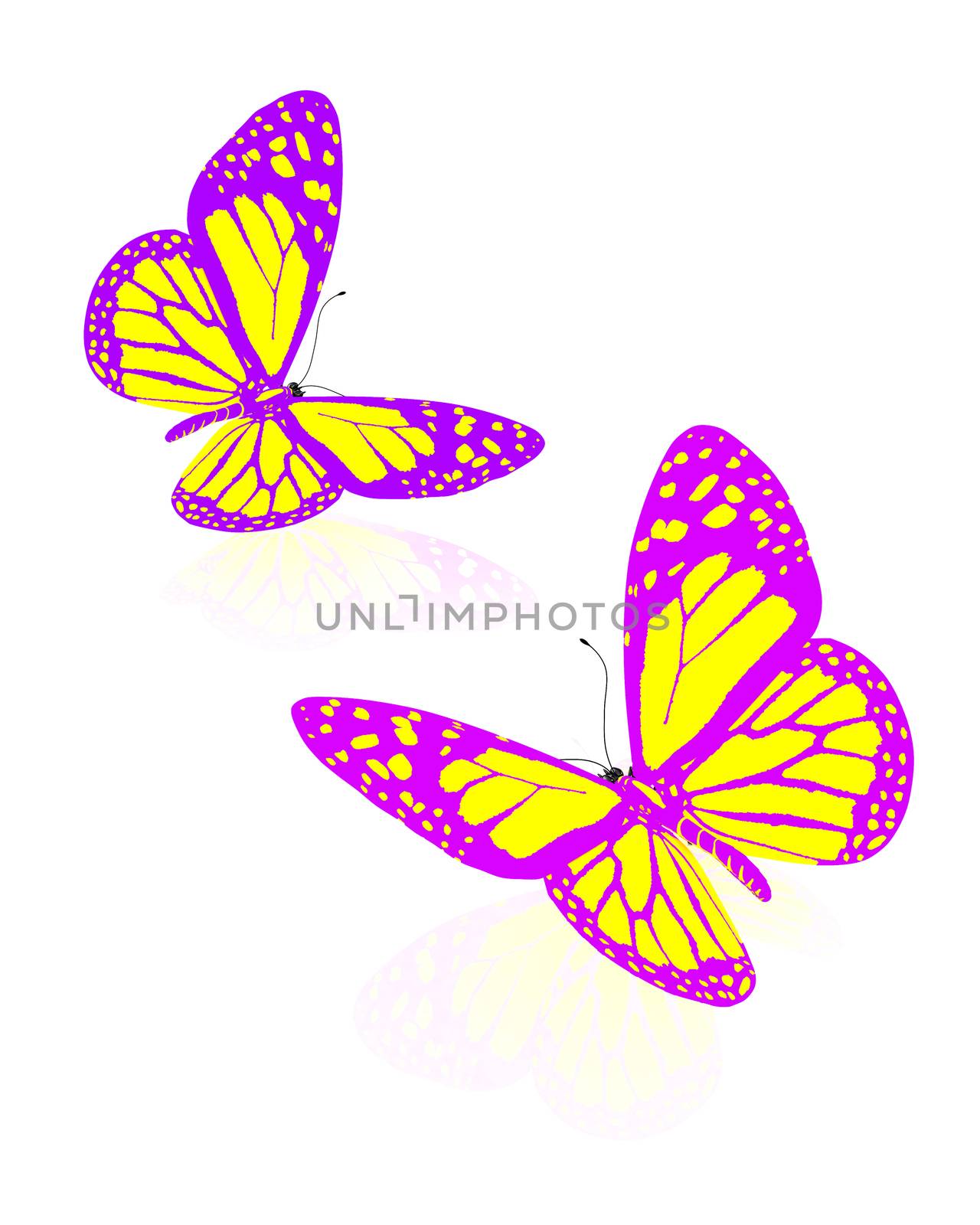 beauty butterflies