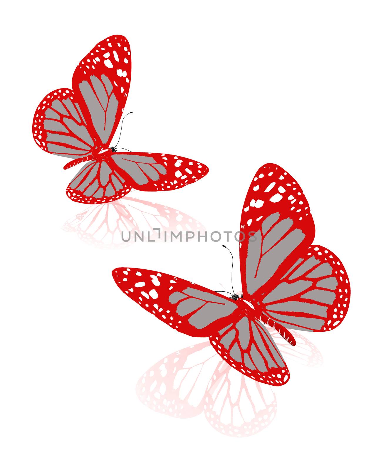 beauty butterflies