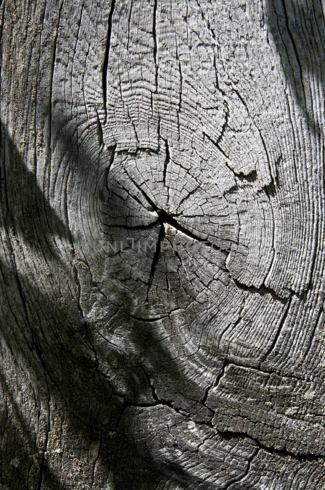 texture of old wood  by sibrikov