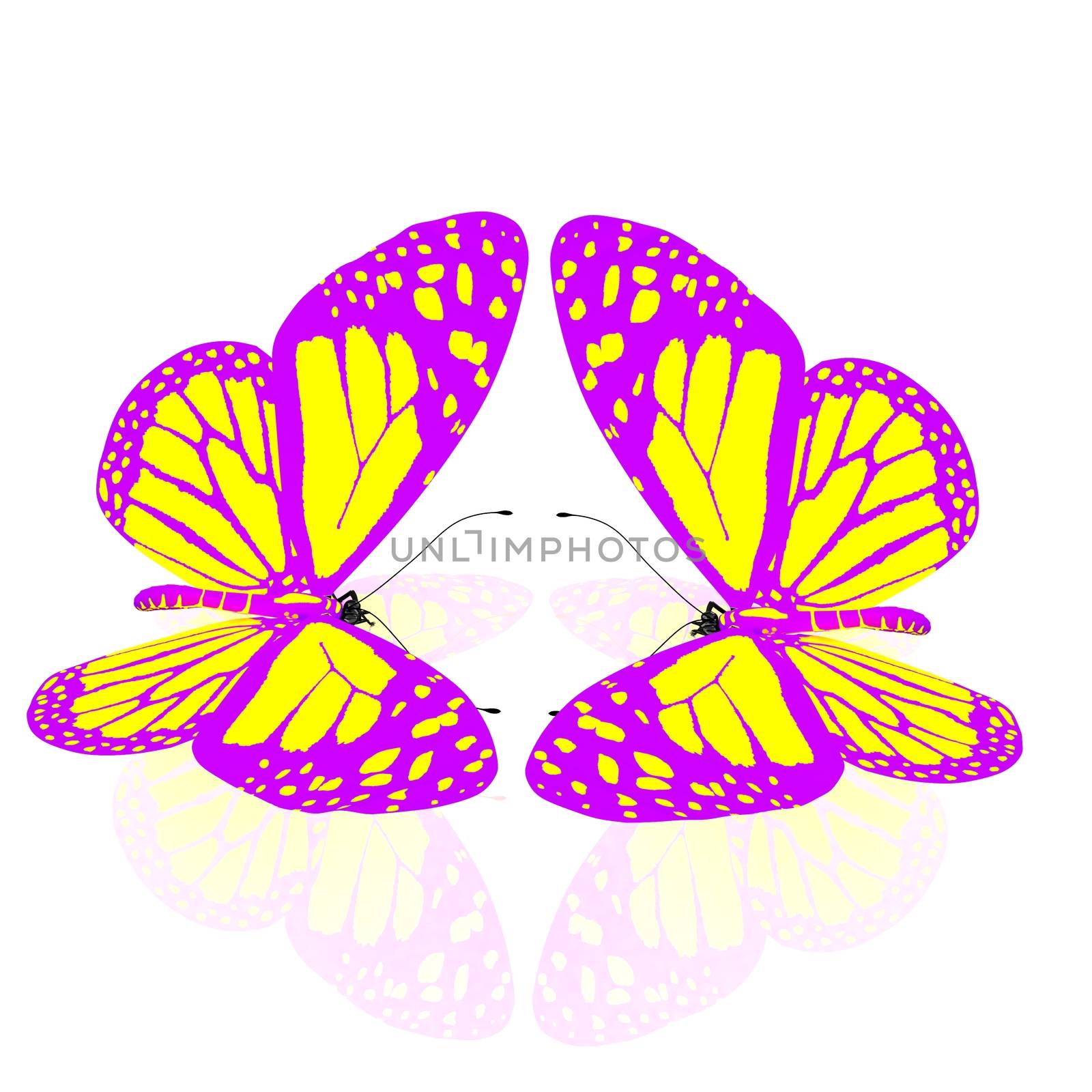 beauty butterflies by Guru3D