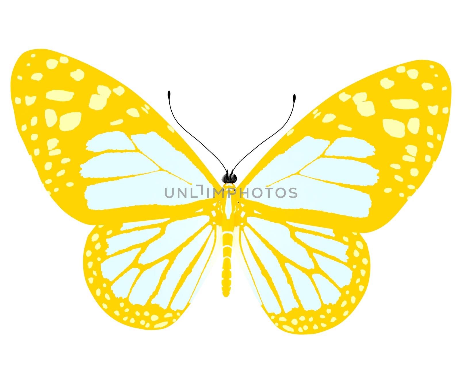 beauty butterfly by Guru3D
