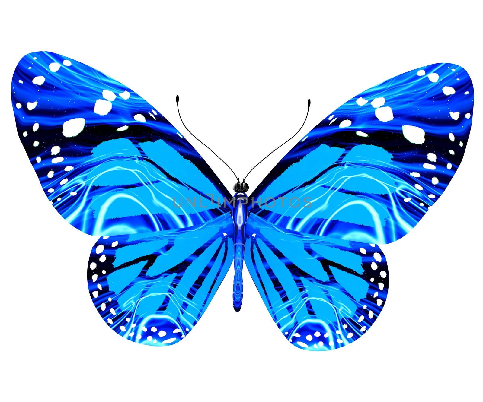 beauty butterfly