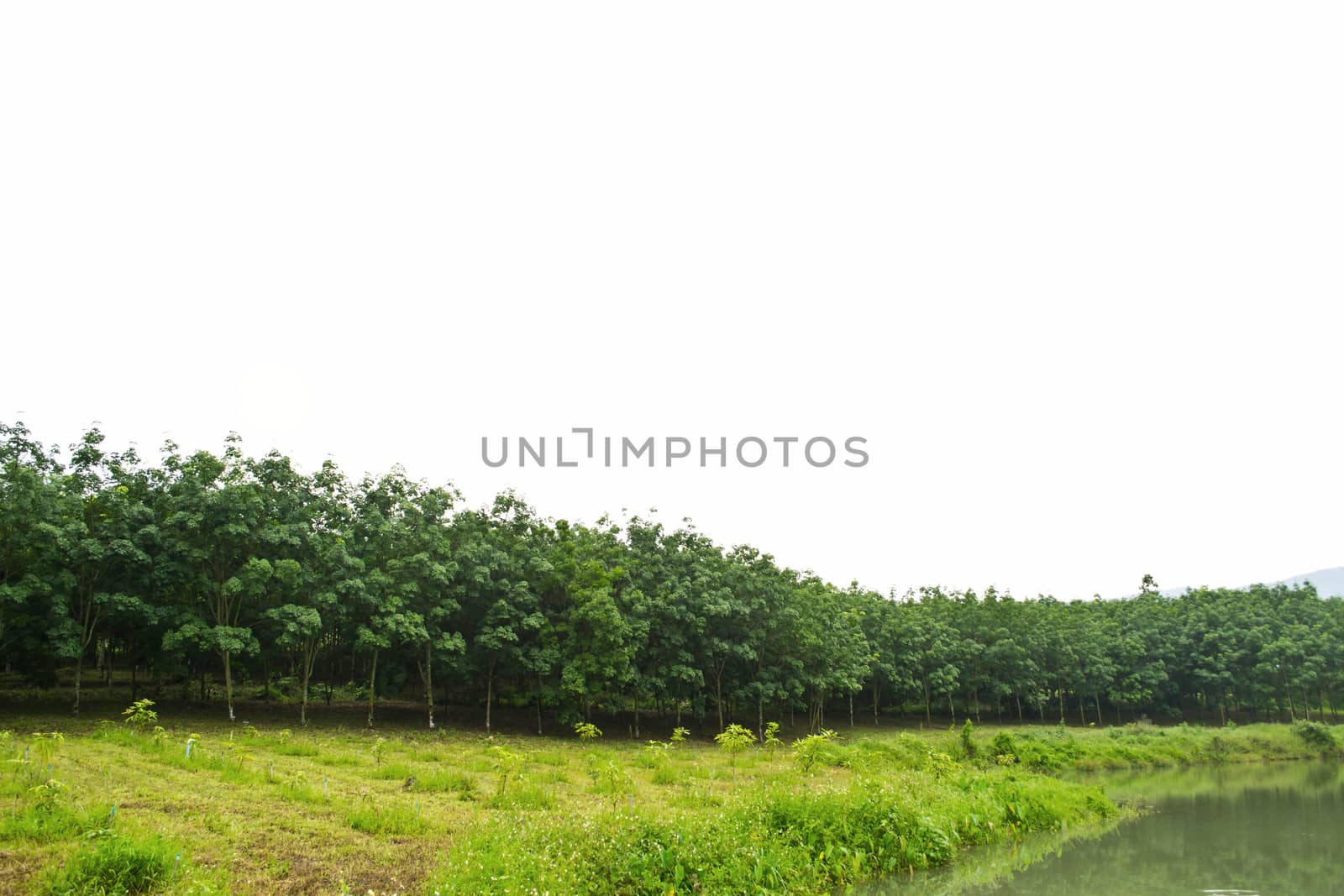 Rows of rubber trees in Thailand by Thanamat