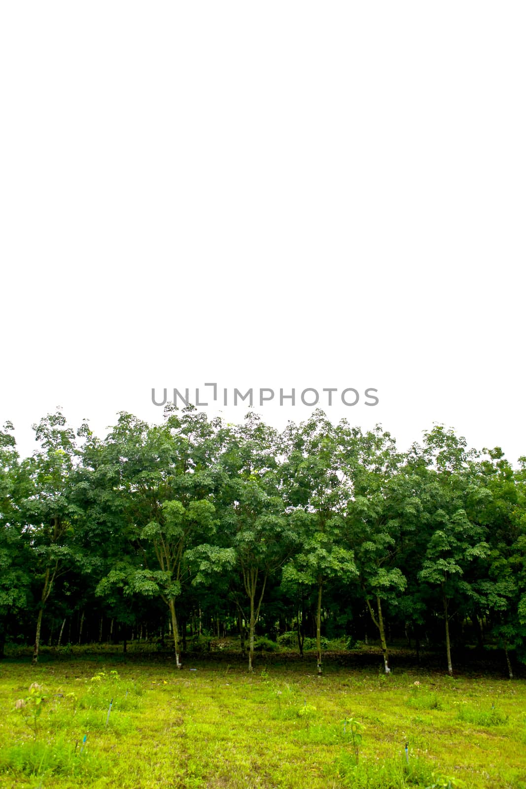 Rows of rubber trees in Thailand by Thanamat