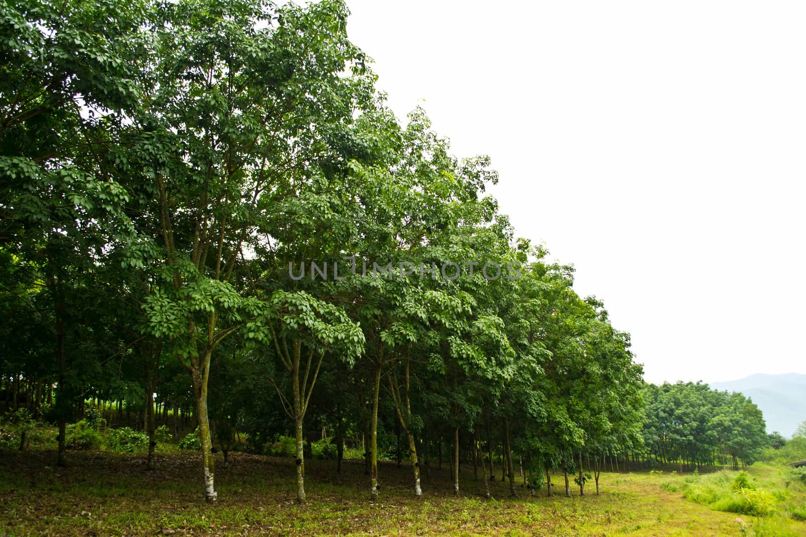 Rows of rubber trees in Thailand