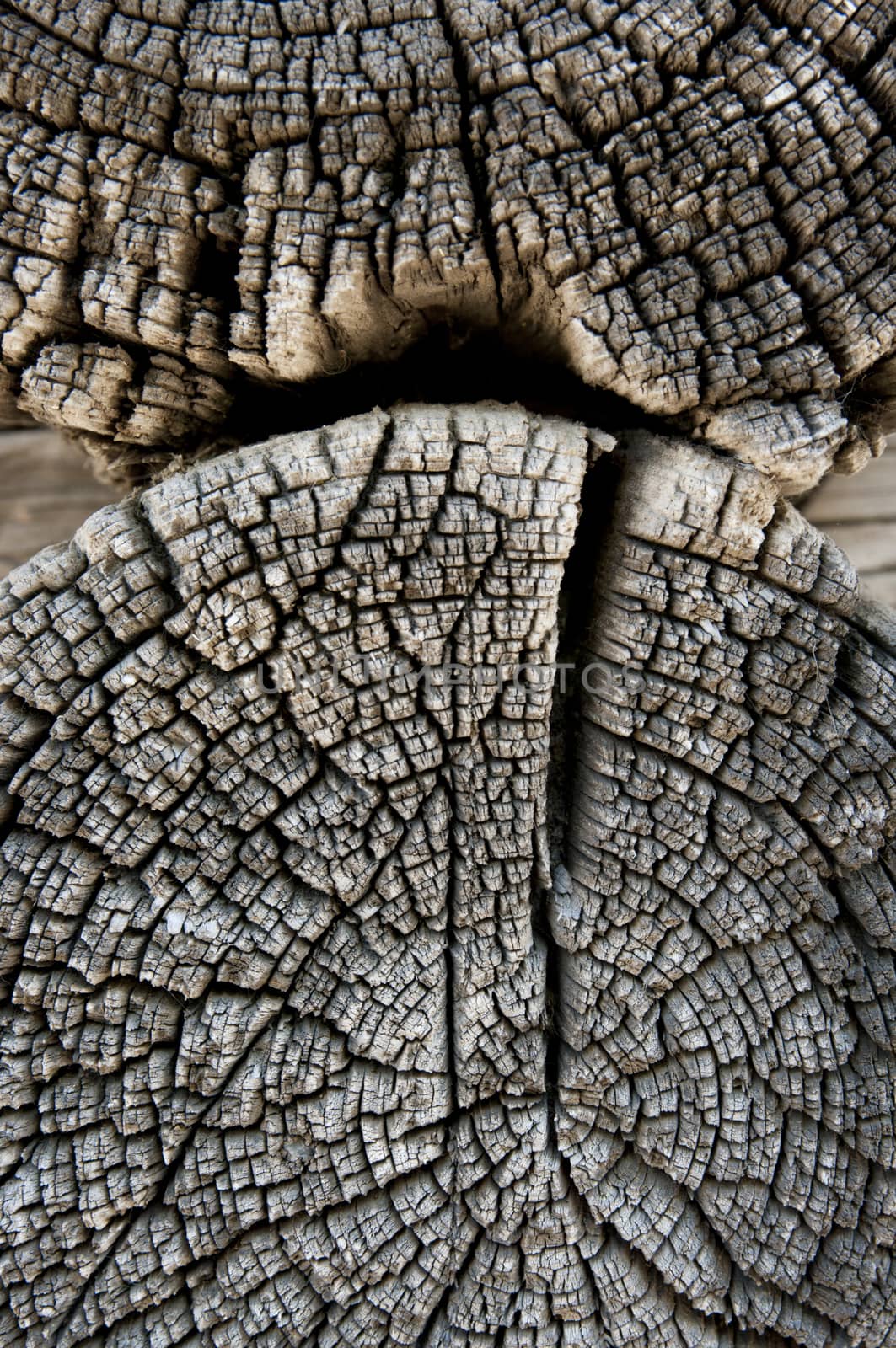 texture of old wood  by sibrikov