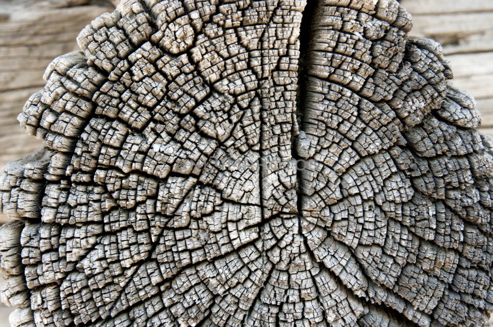 texture of old wood wall in a village house