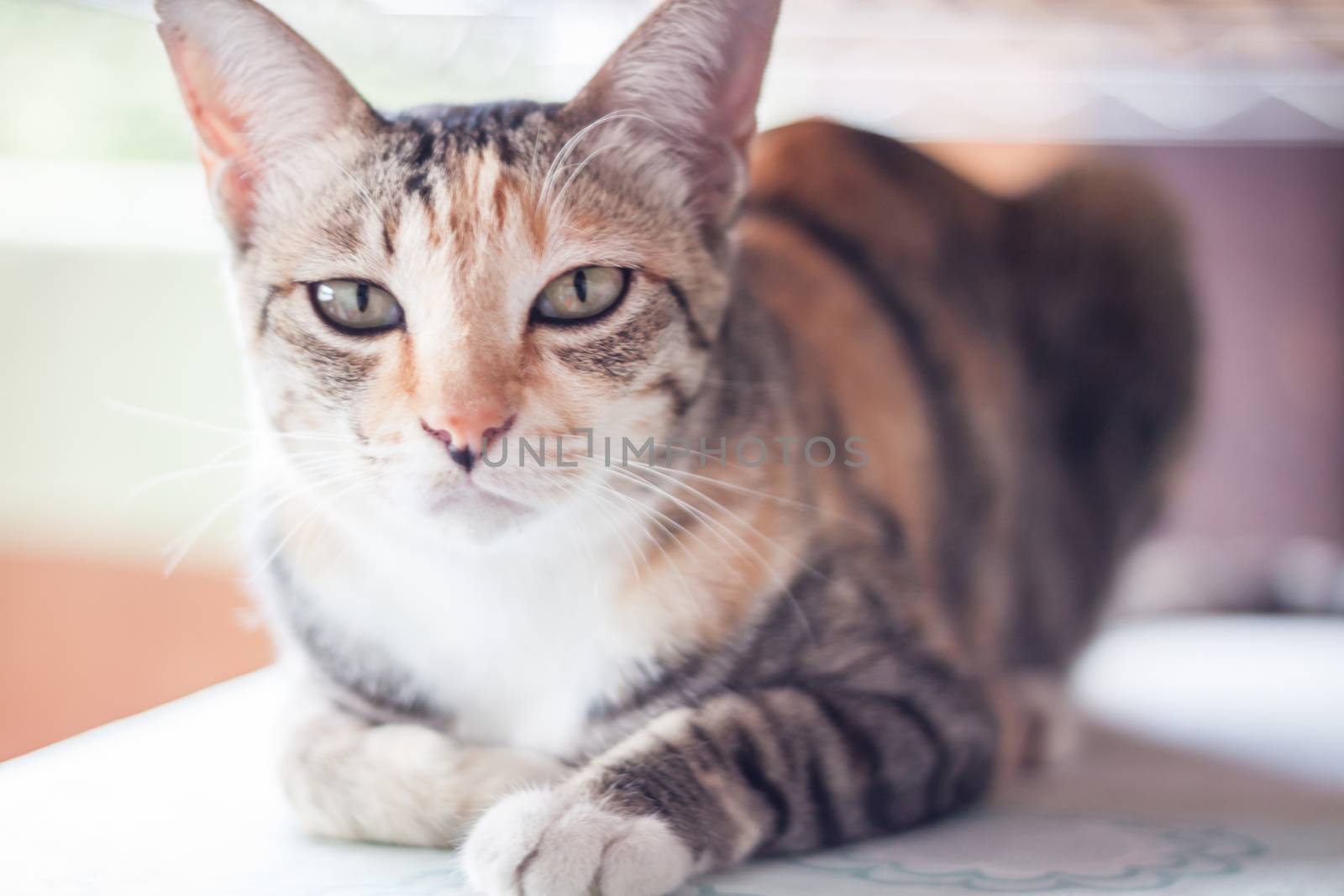 Siamese cat looking at camera, stock photo