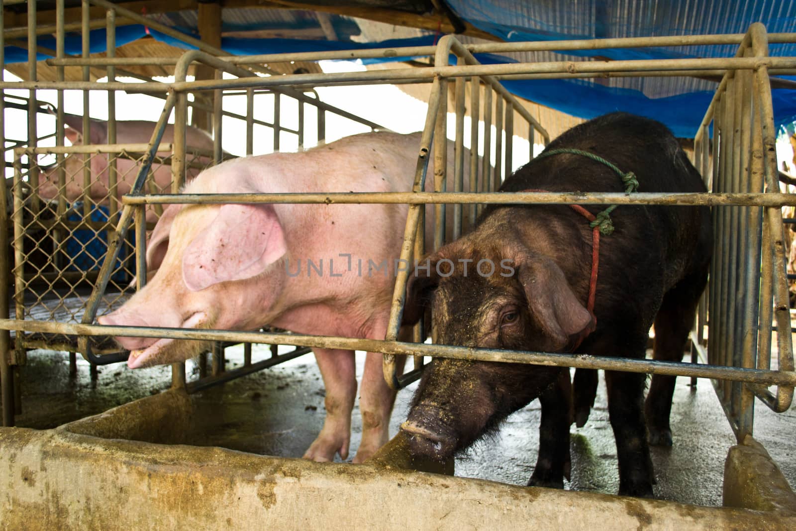 pigs in traditional farm 