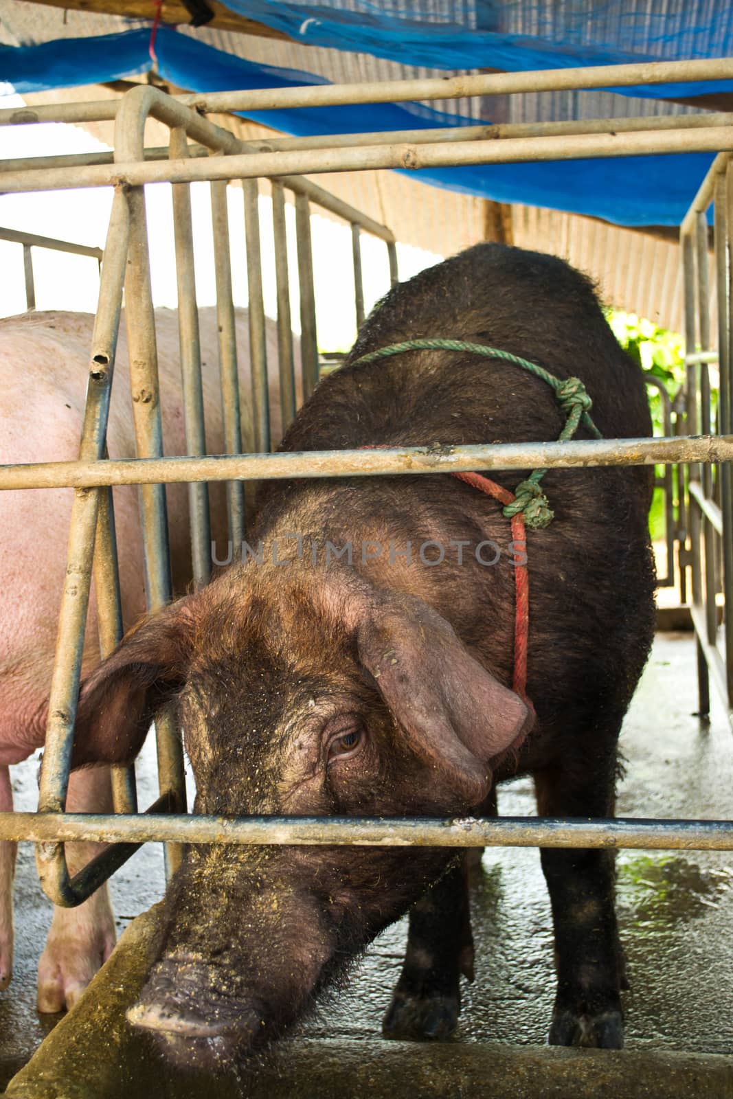 pigs in traditional farm