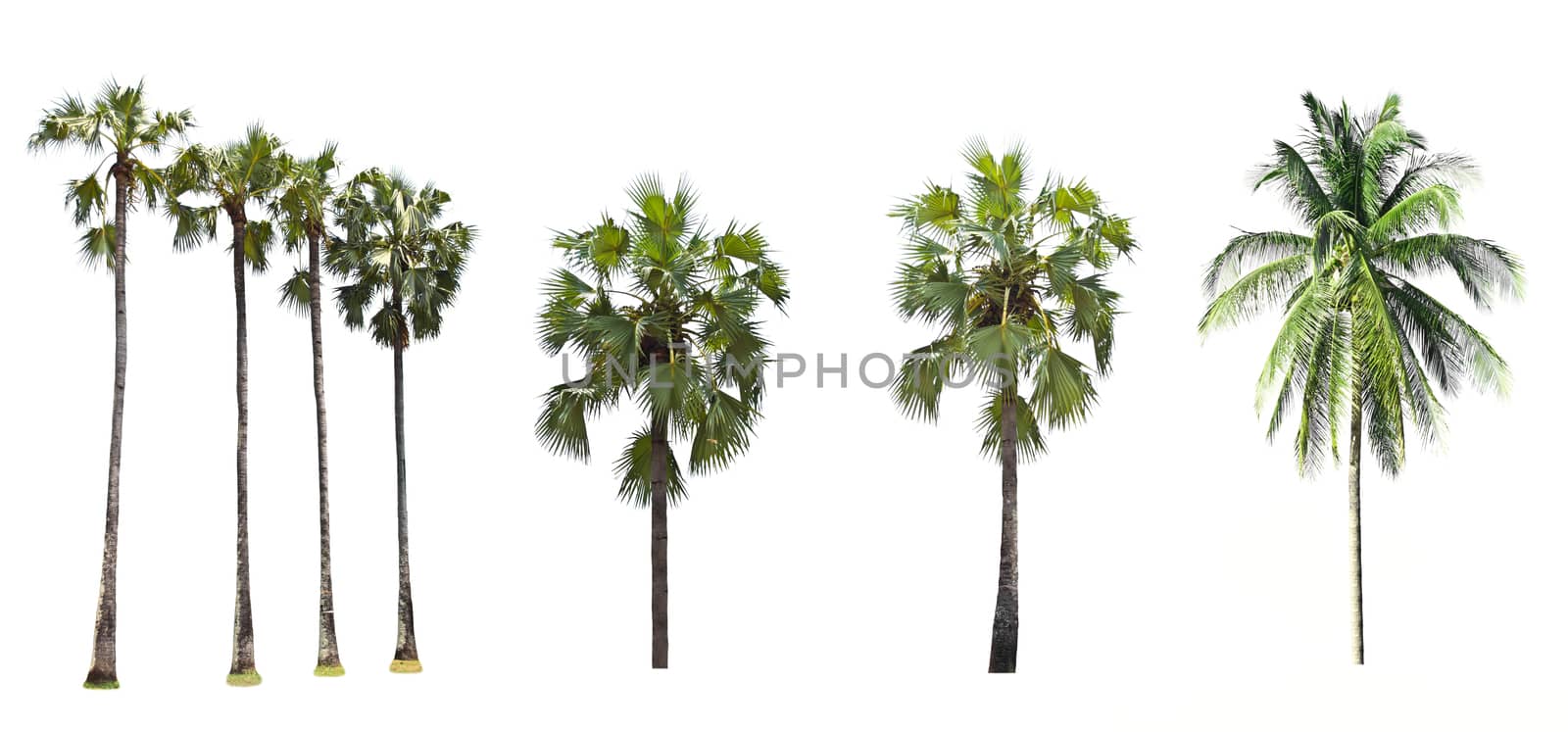 Palm tree on a white background