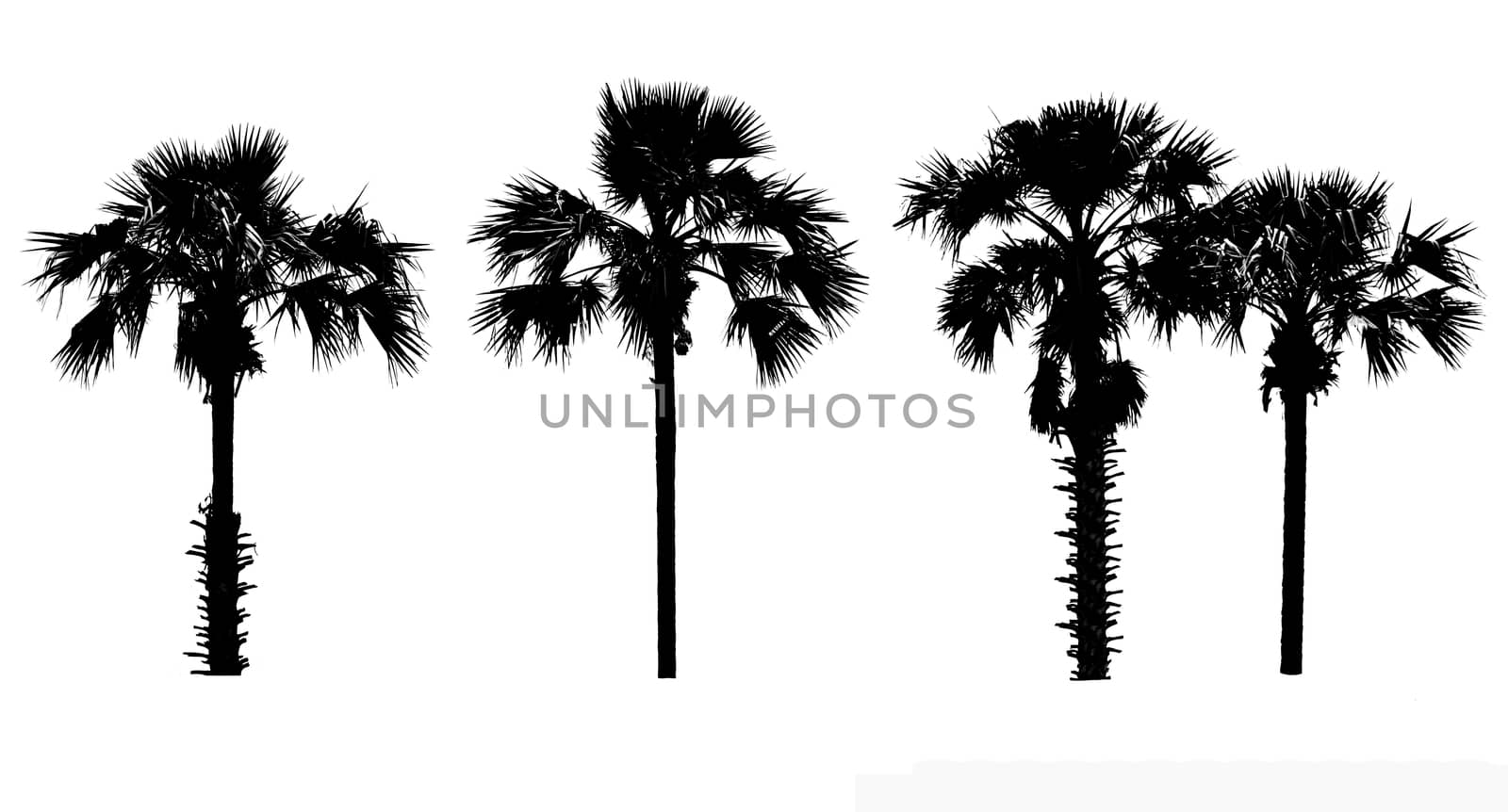 Set of tree silhouette on white background