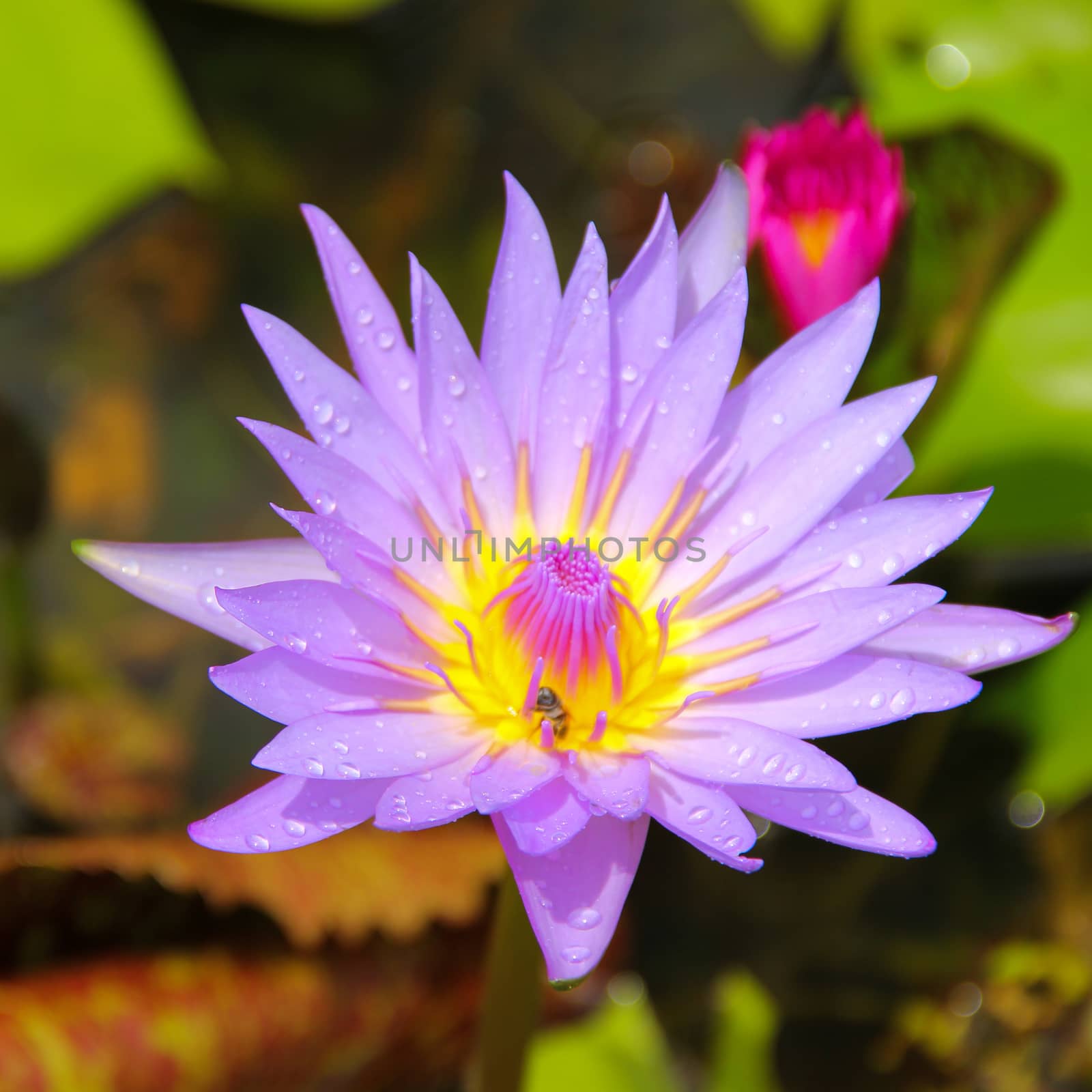Lotus blossom or water lily flowers blooming